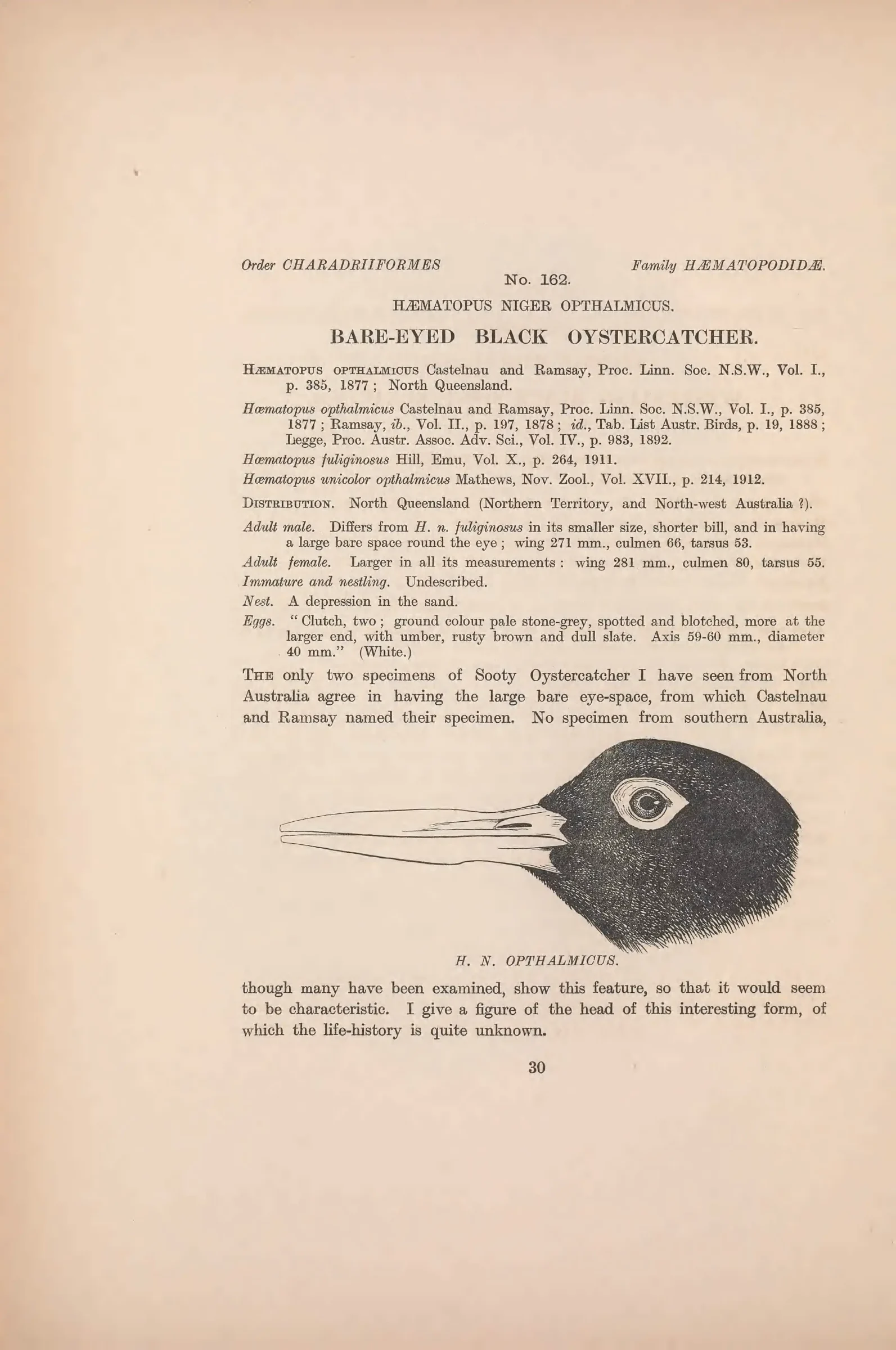Historical bird plate: Sooty Oystercatcher