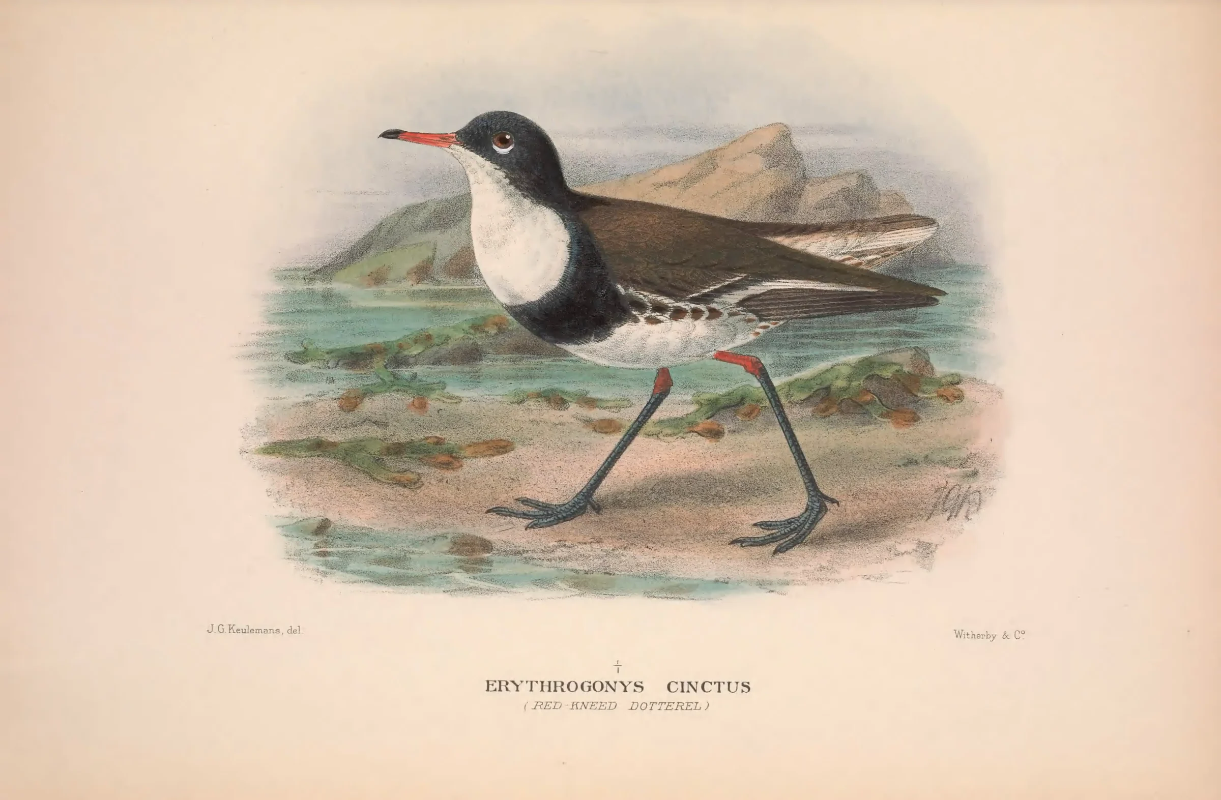 Historical bird plate: Red-kneed Dotterel