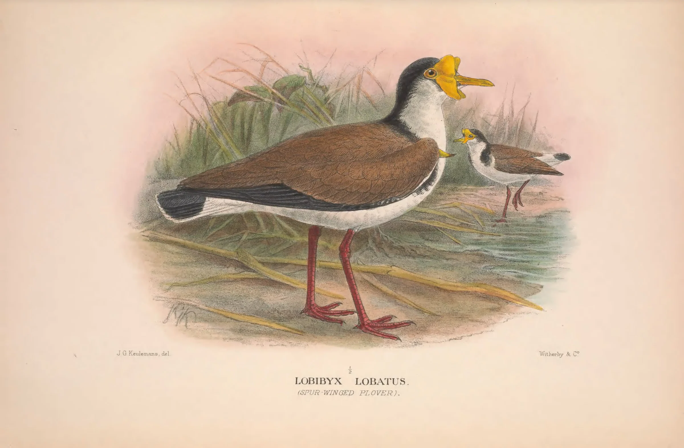 Historical bird plate: Masked Lapwing