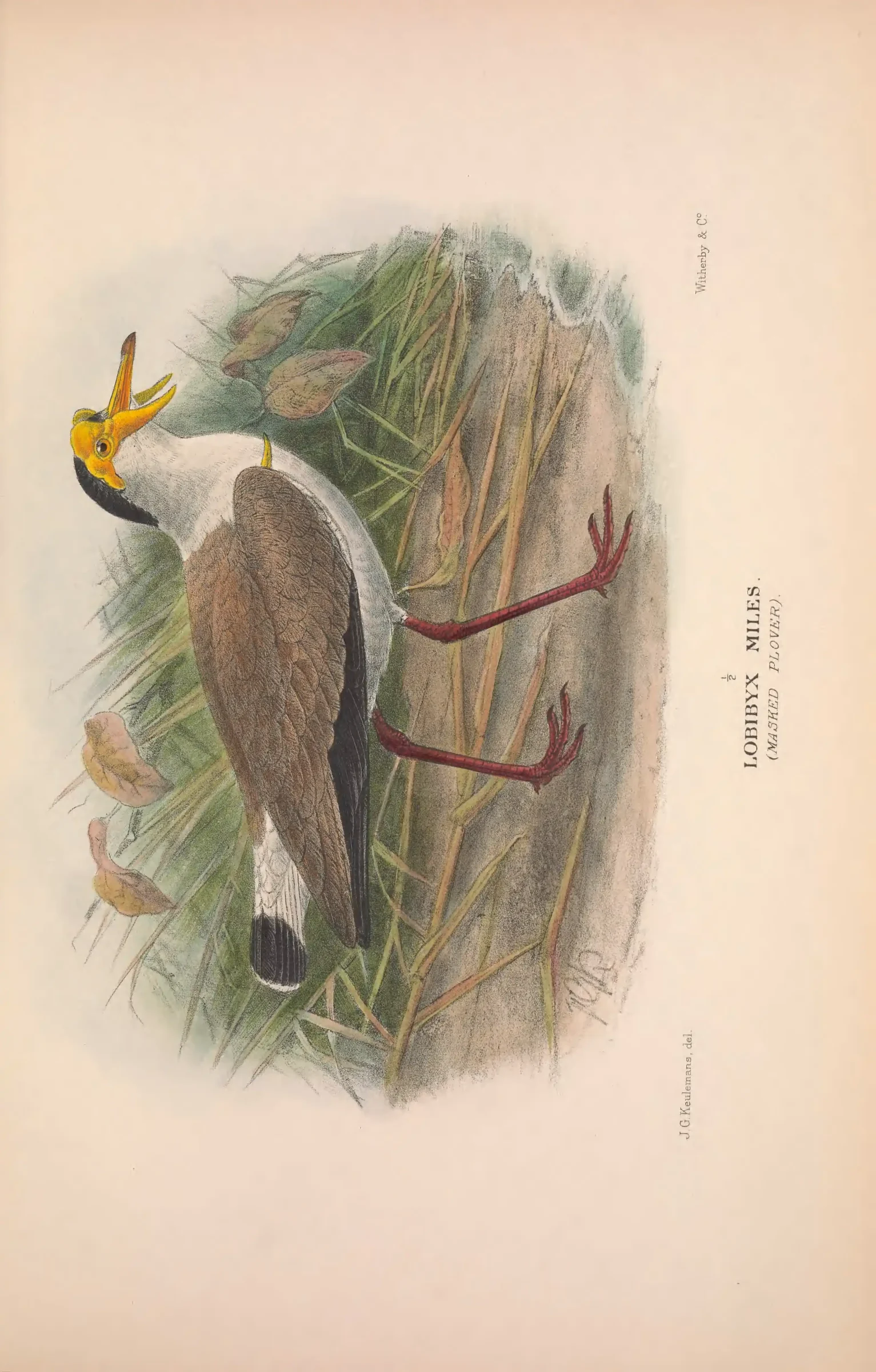 Unresolved historical bird plate from The Birds of Australia