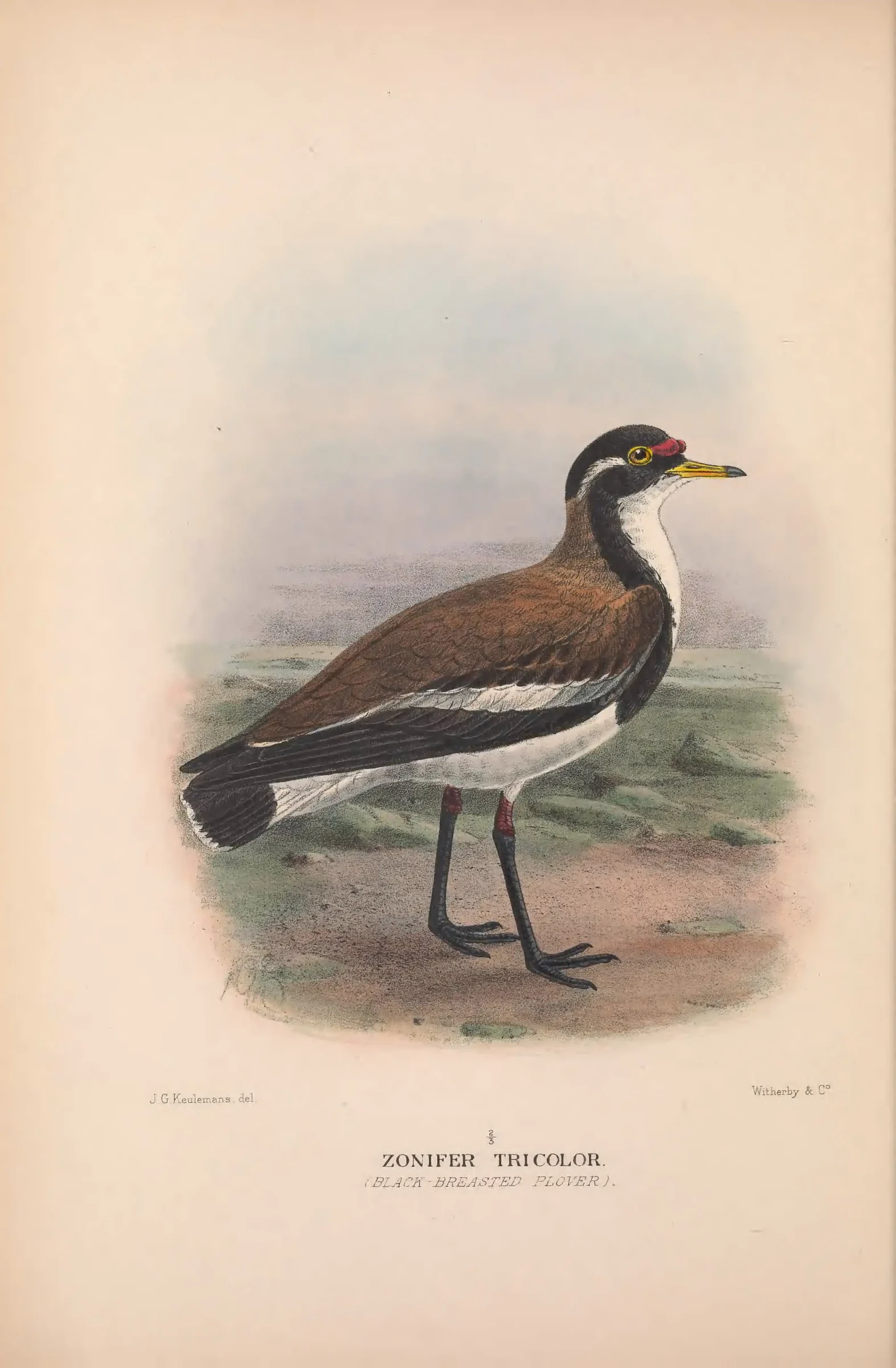 Historical bird plate: Banded Lapwing