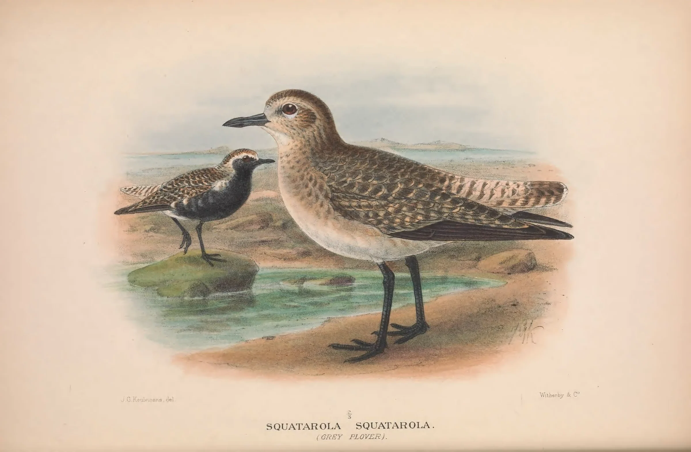 Historical bird plate: Grey Plover