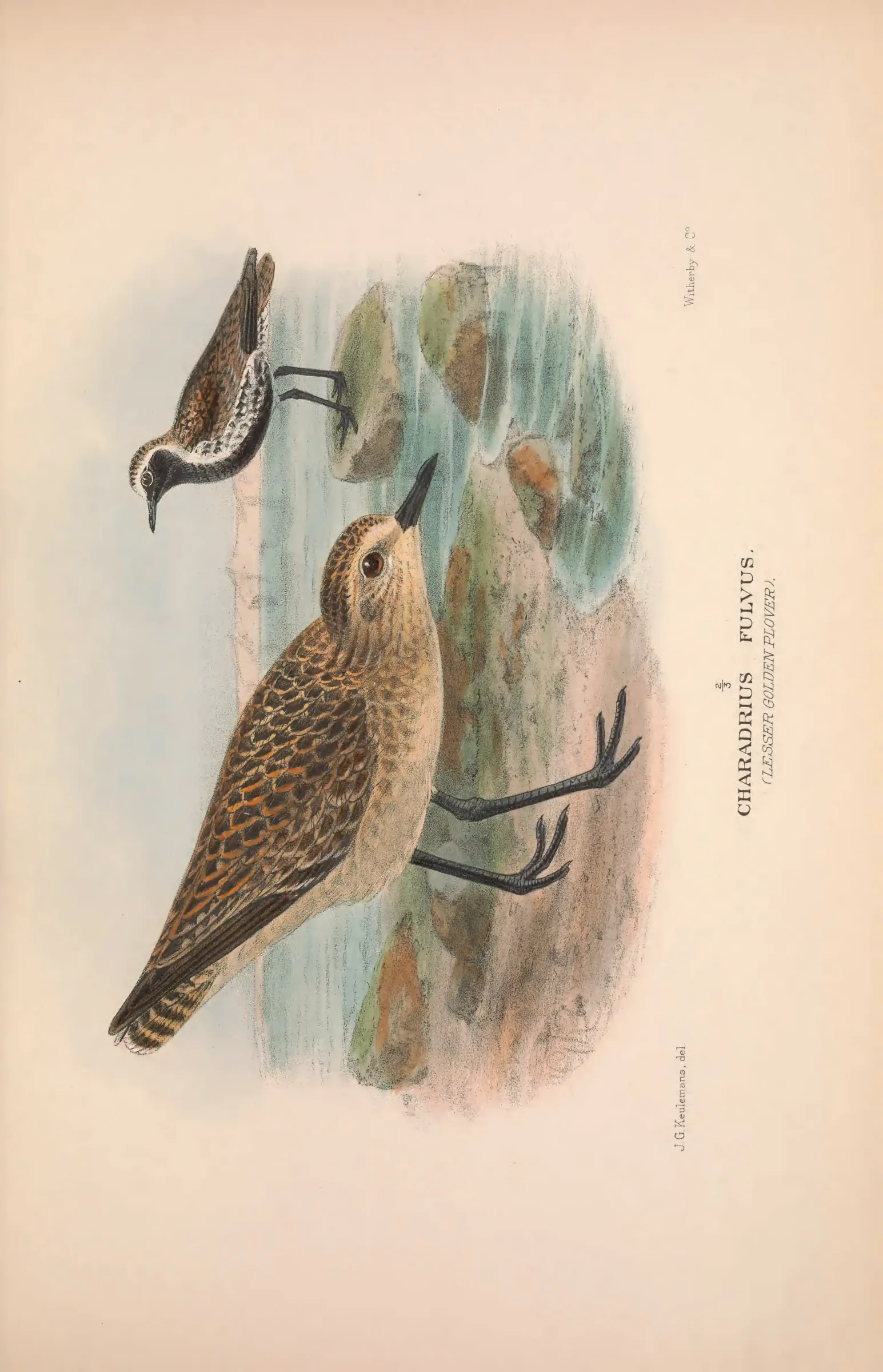 Unresolved historical bird plate from The Birds of Australia
