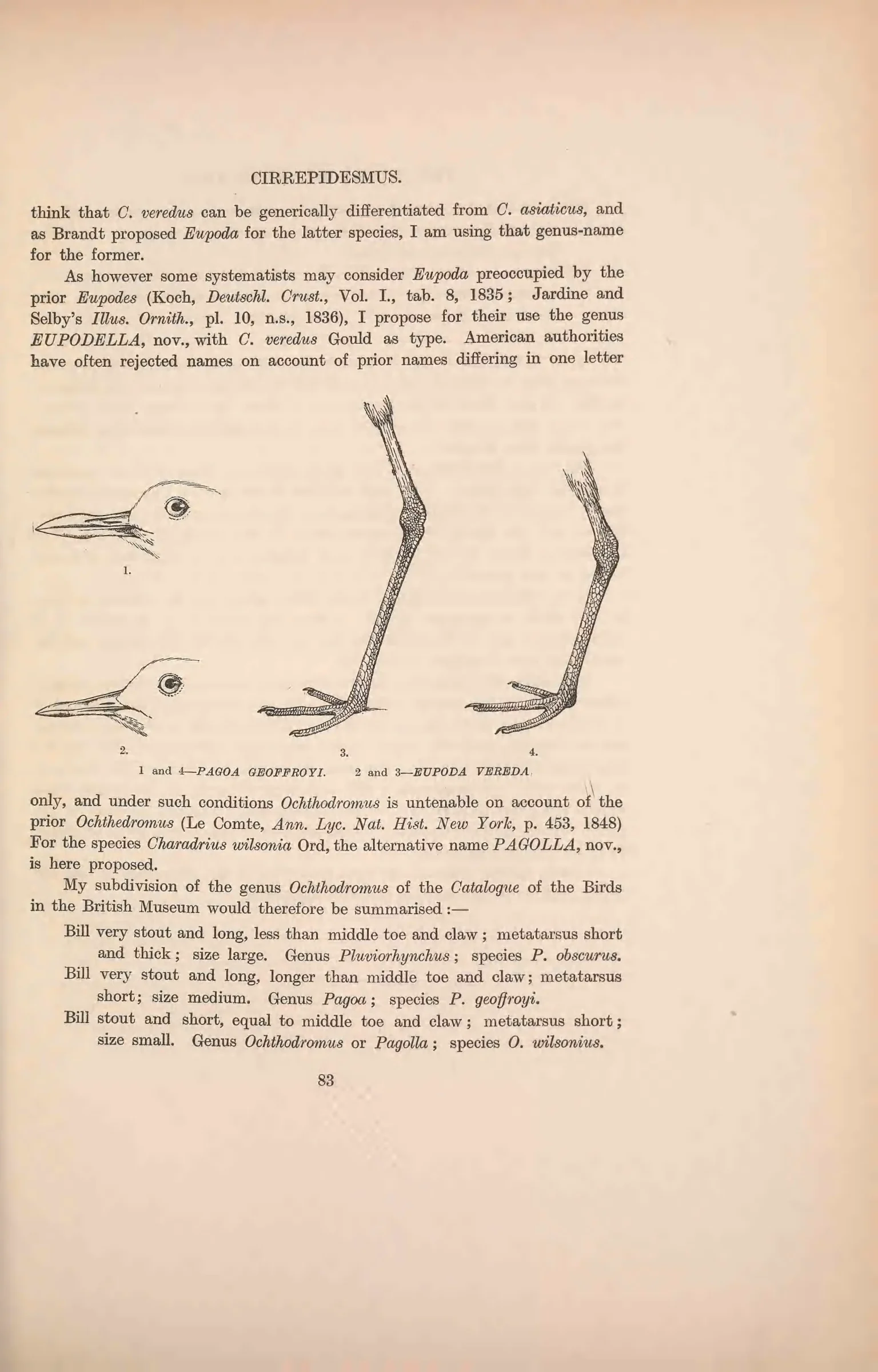 Historical bird plate: Wilson's Plover