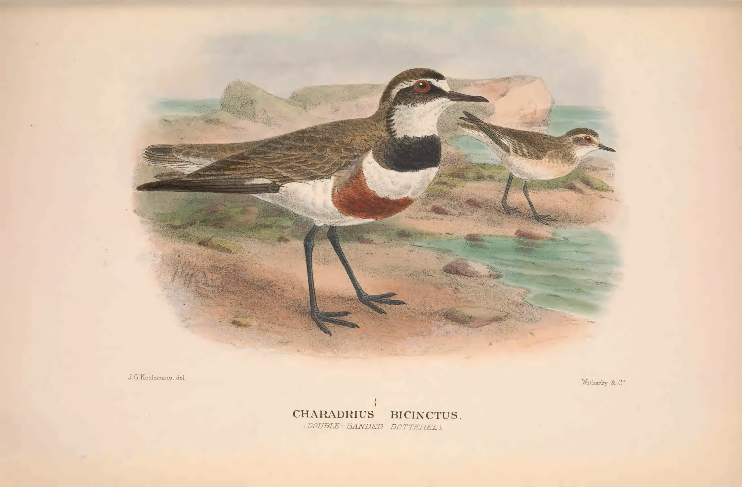 Historical bird plate: Double-banded Plover
