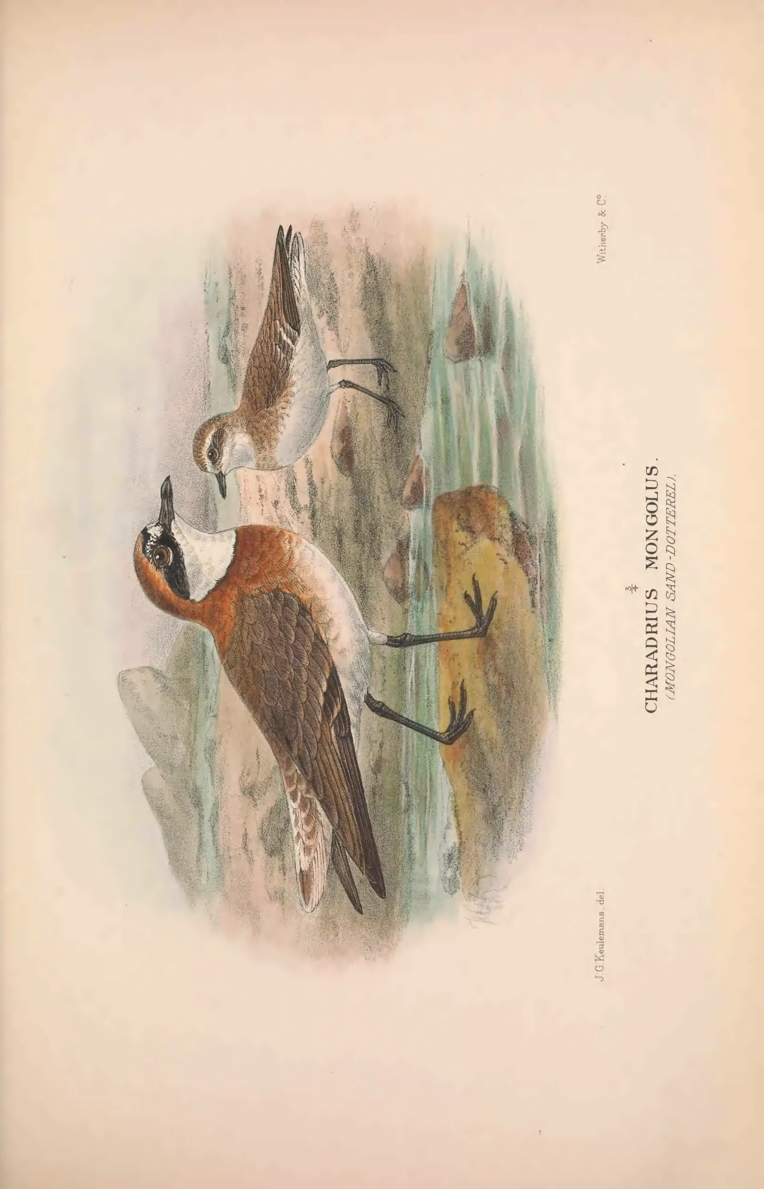 Unresolved historical bird plate from The Birds of Australia