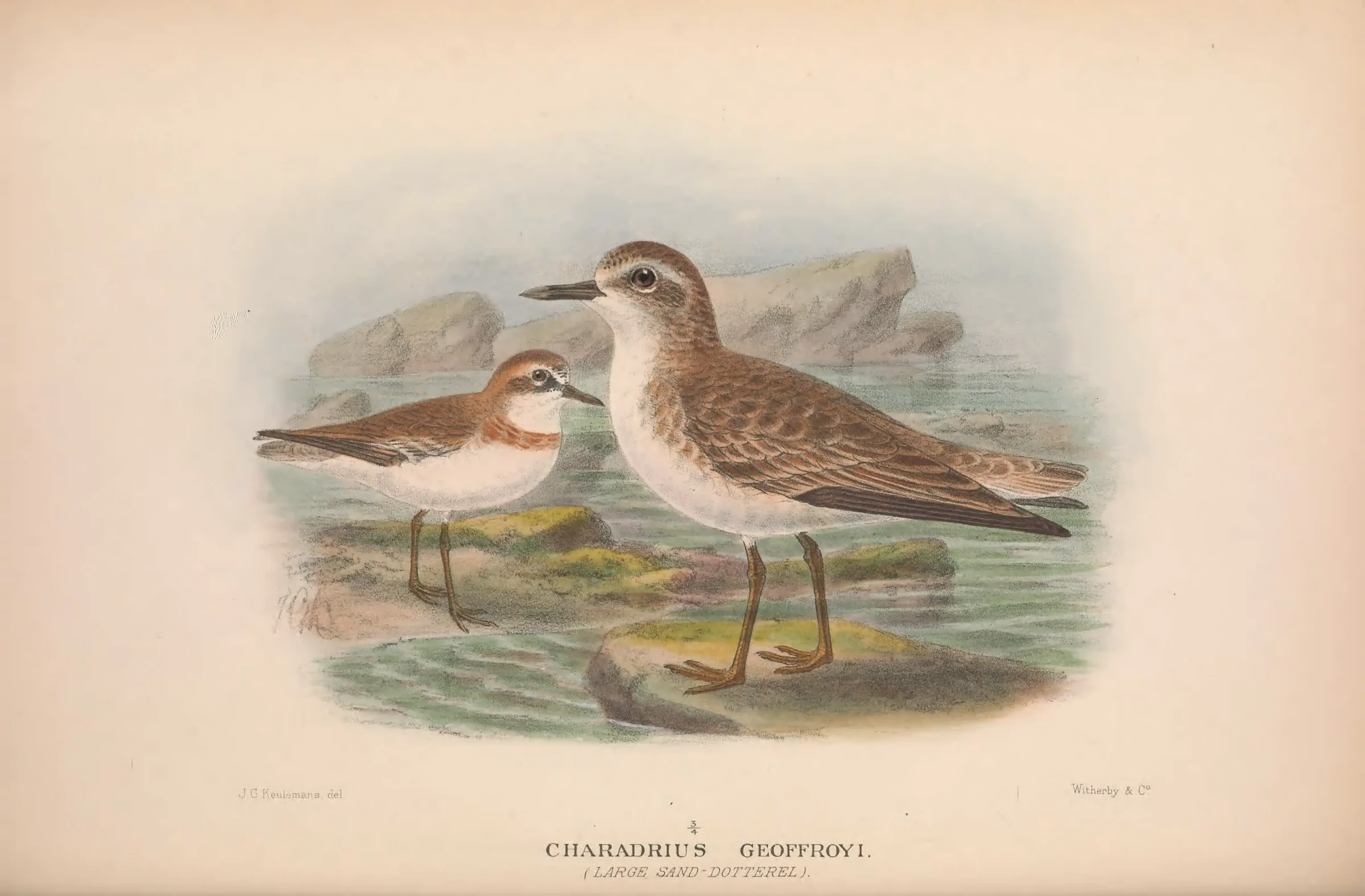 Historical bird plate: Greater Sand Plover
