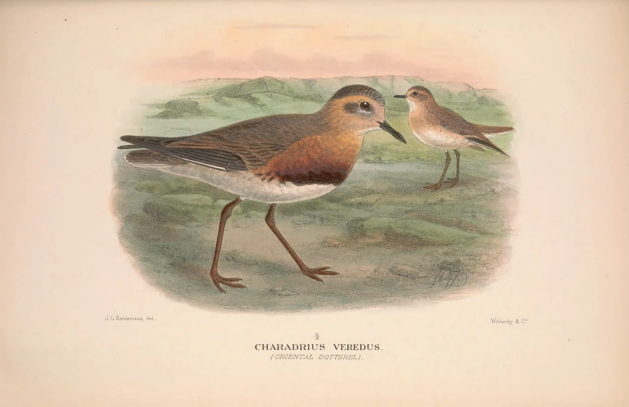 Historical bird plate: Oriental Plover