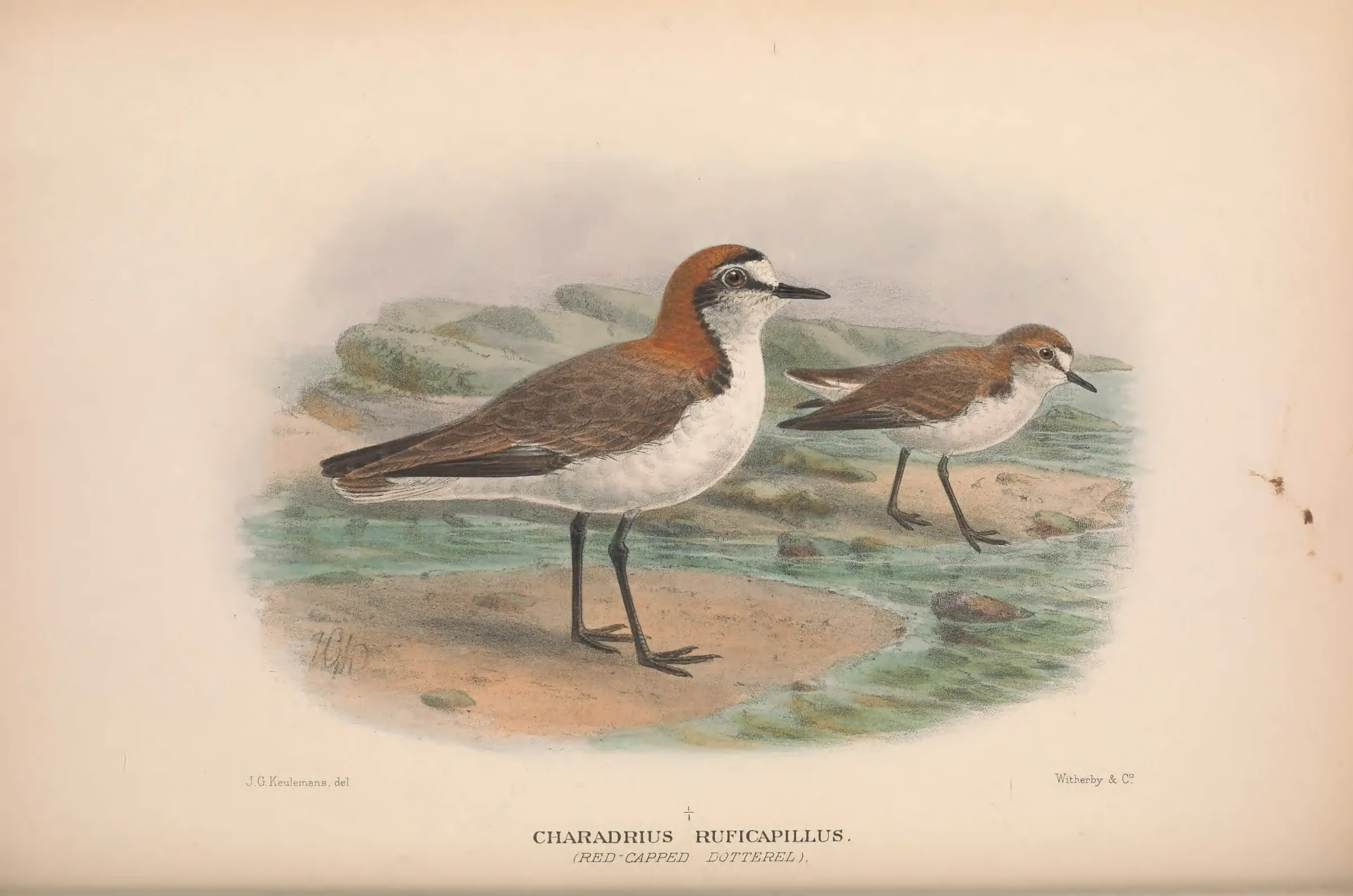 Historical bird plate: Red-capped Plover
