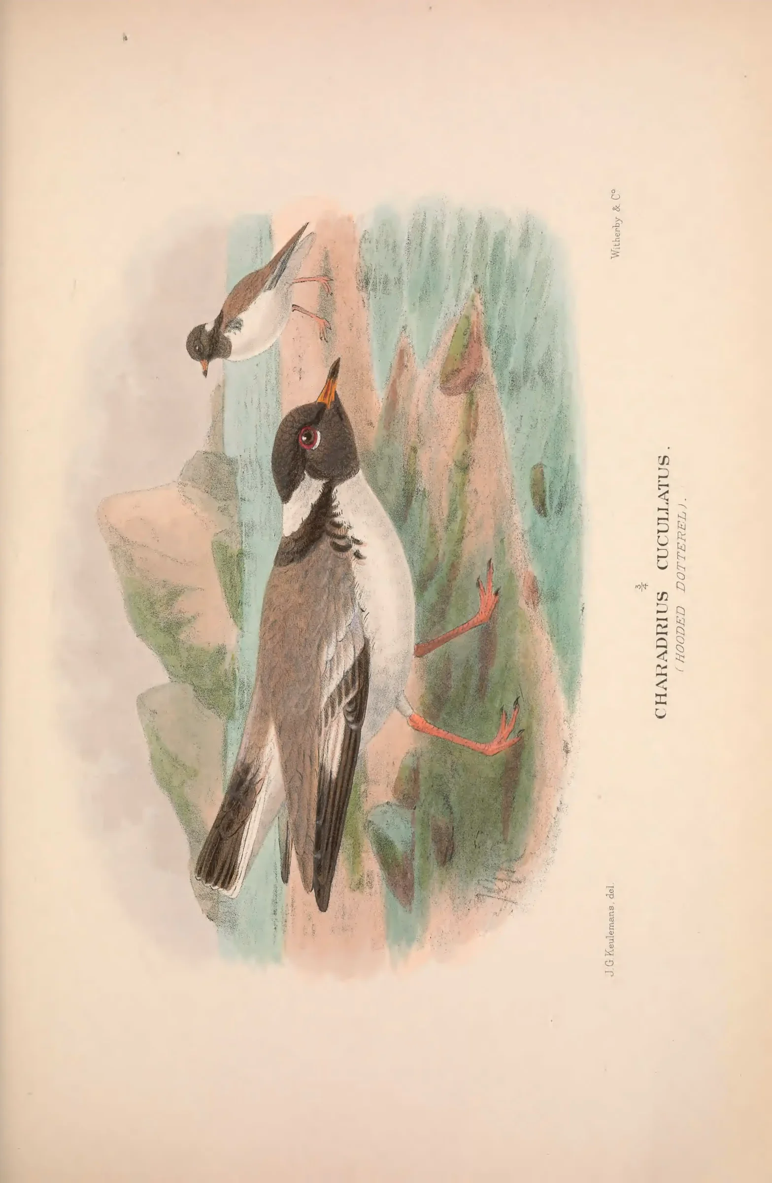 Unresolved historical bird plate from The Birds of Australia