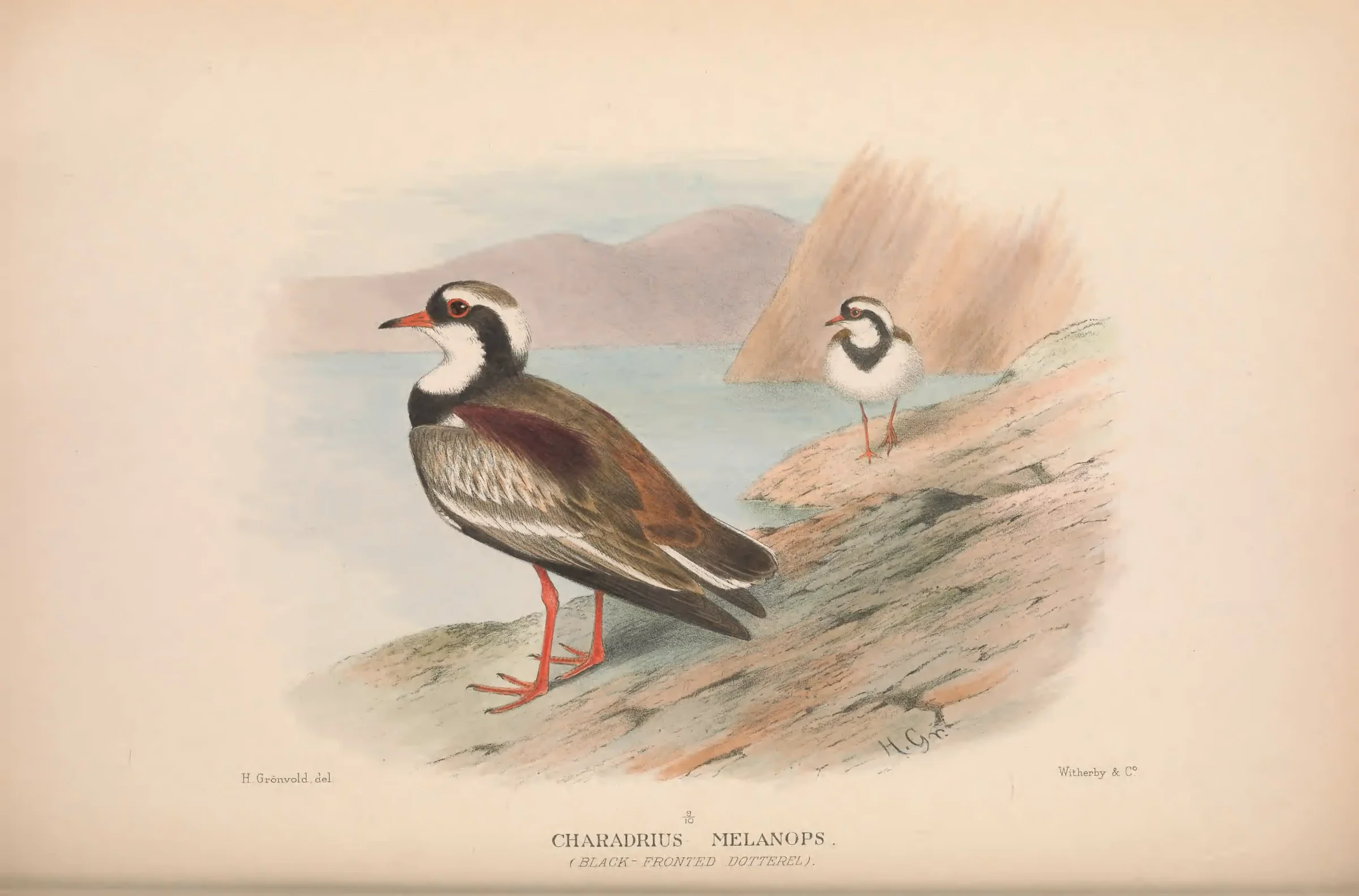 Historical bird plate: Black-fronted Dotterel