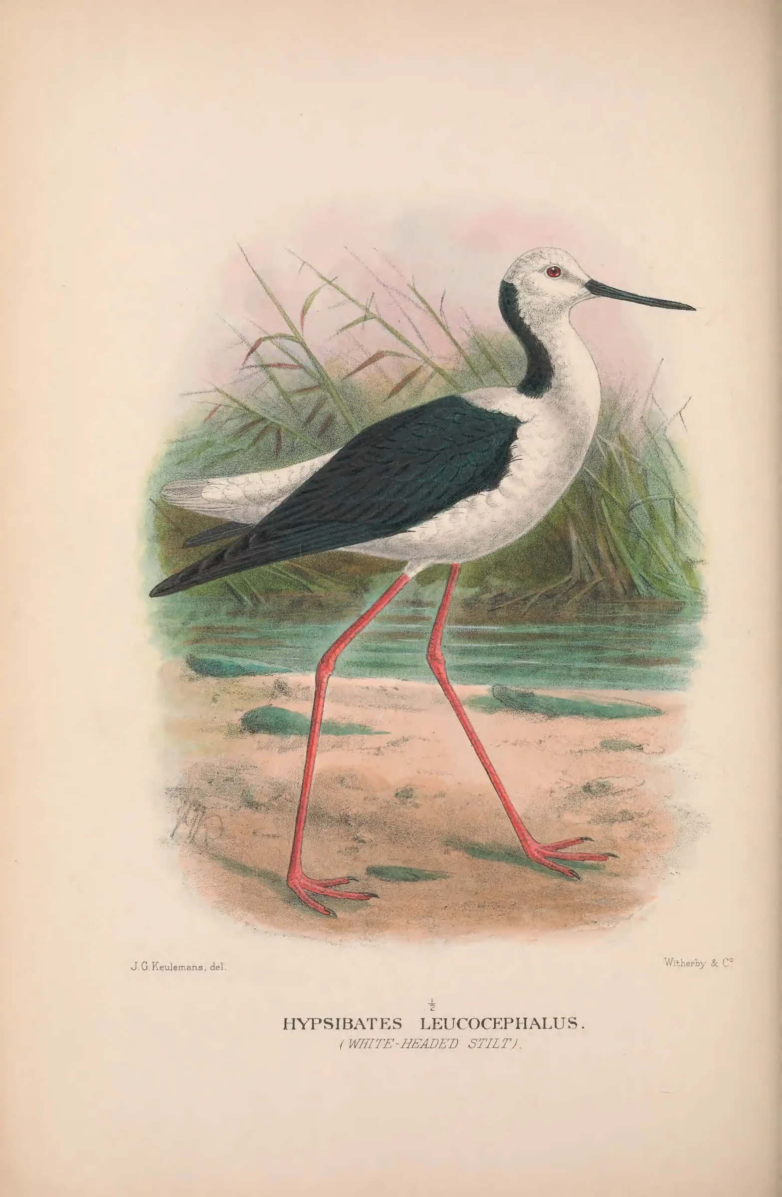 Historical bird plate: Pied Stilt