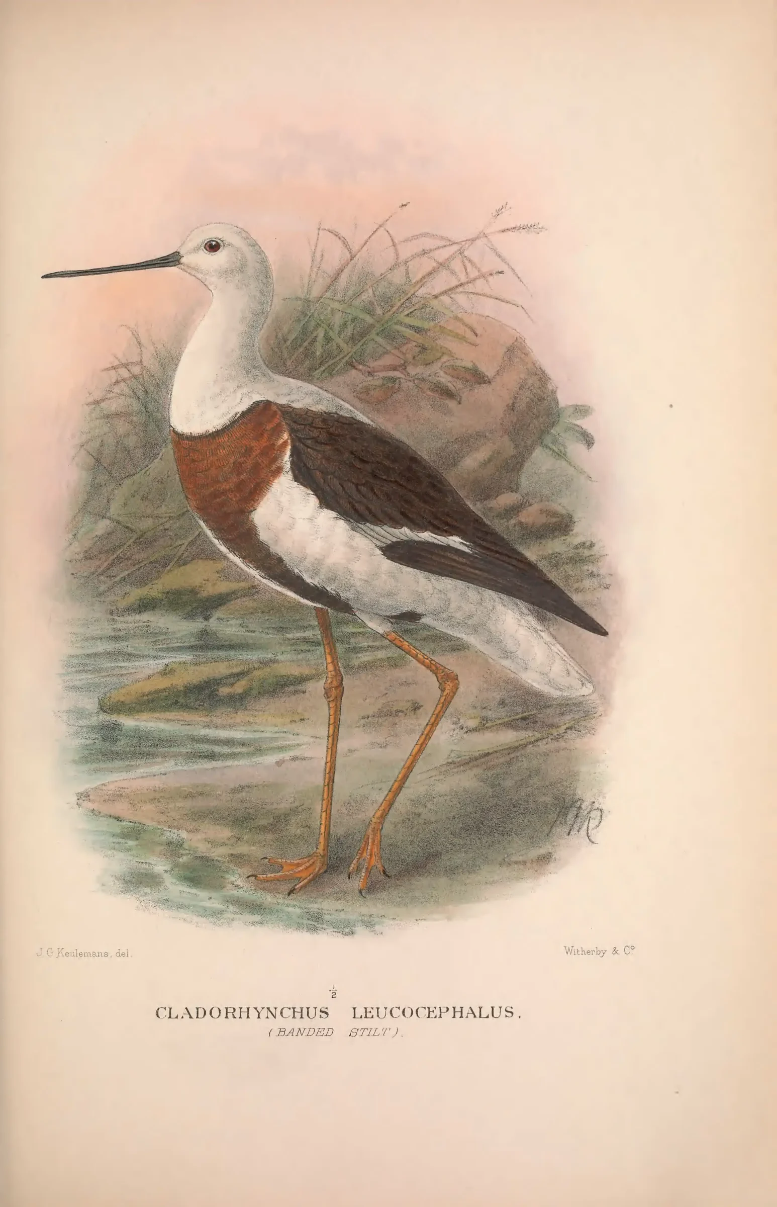 Historical bird plate: Banded Stilt