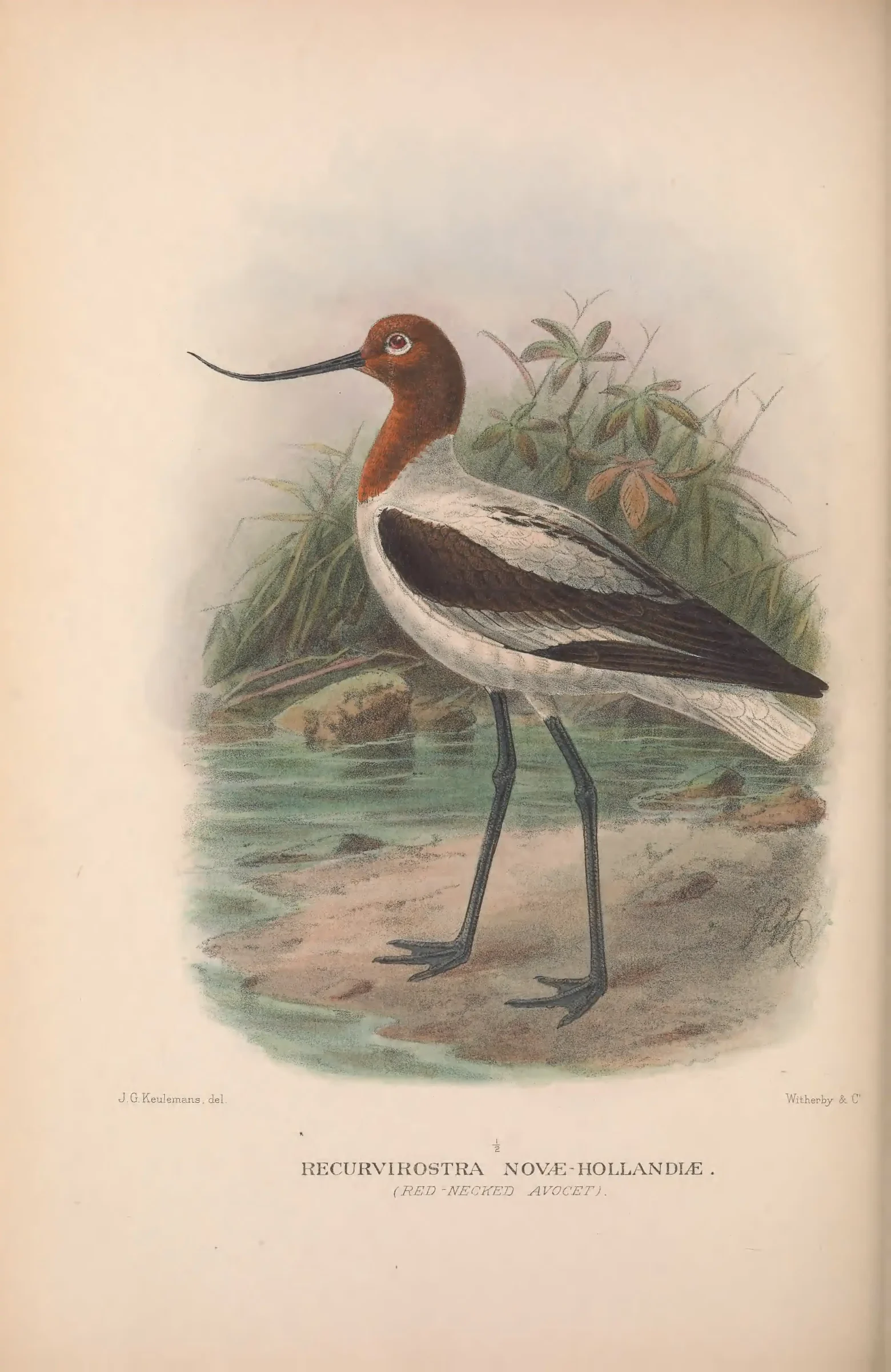 Historical bird plate: Red-necked Avocet