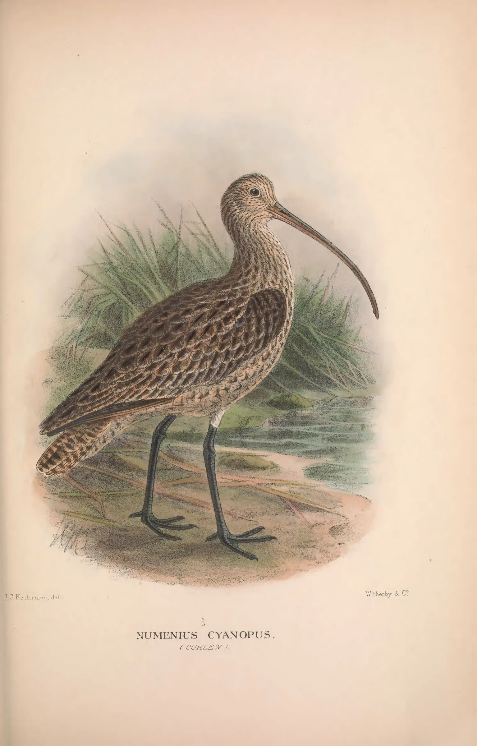 Historical bird plate: Far Eastern Curlew