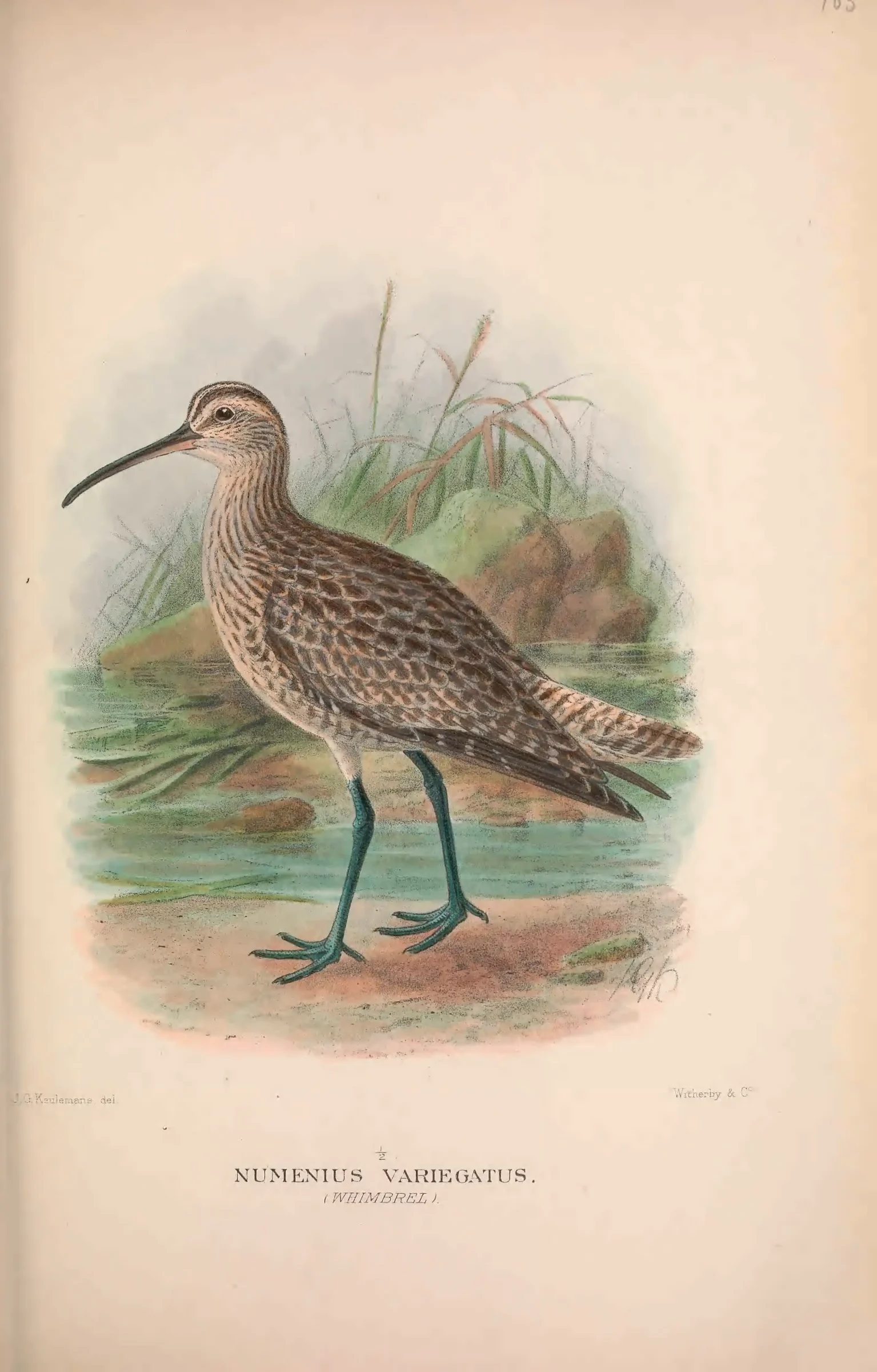 Historical bird plate: Eurasian Whimbrel