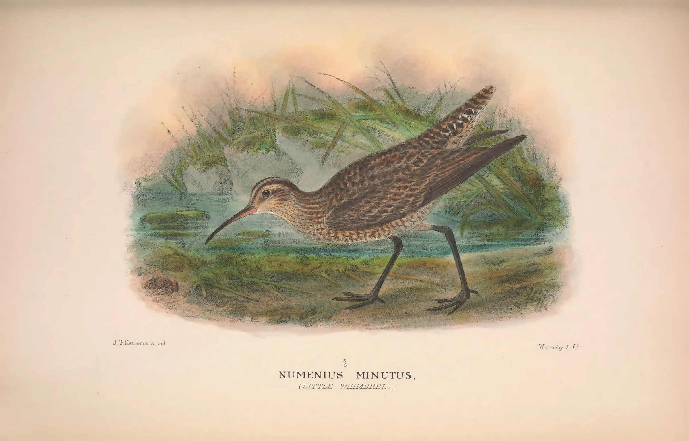 Historical bird plate: Little Curlew