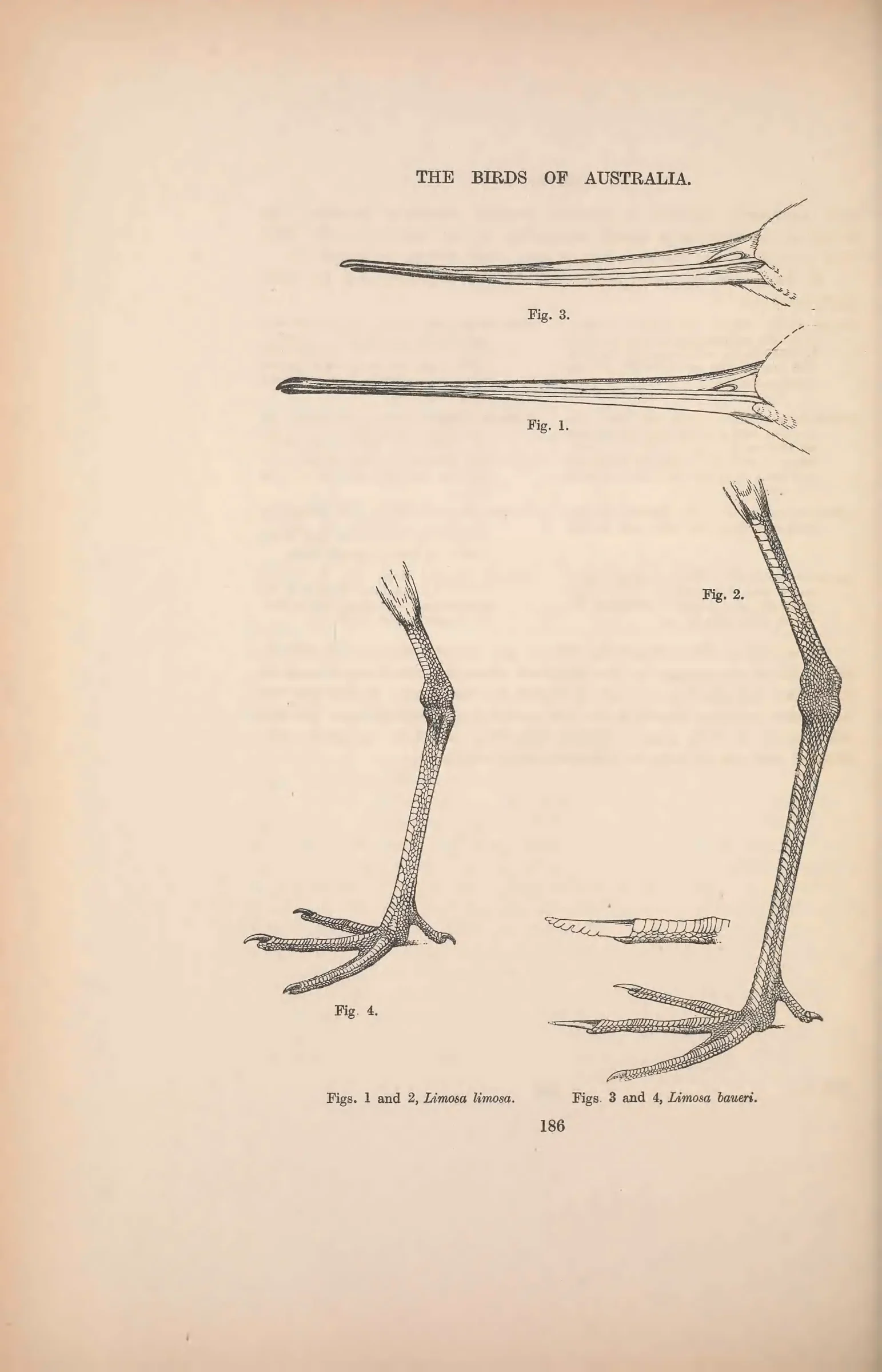 Historical bird plate: Black-tailed Godwit