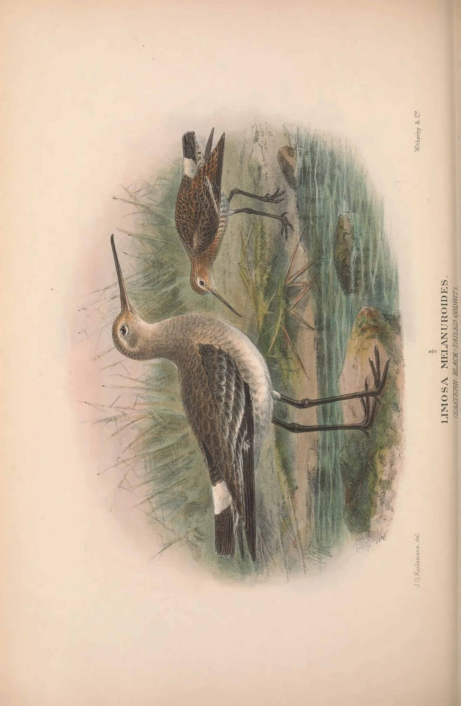 Unresolved historical bird plate from The Birds of Australia