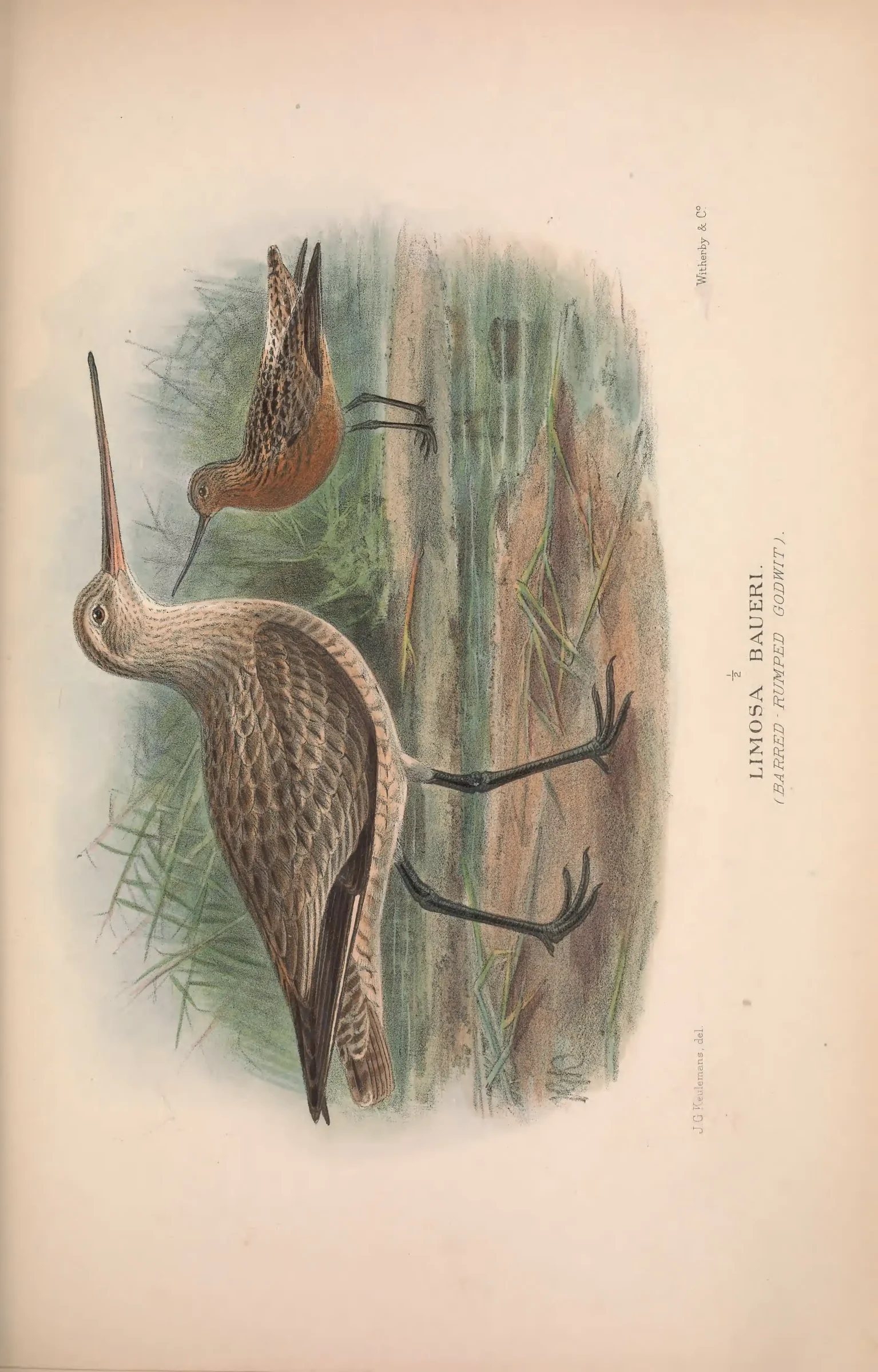 Unresolved historical bird plate from The Birds of Australia