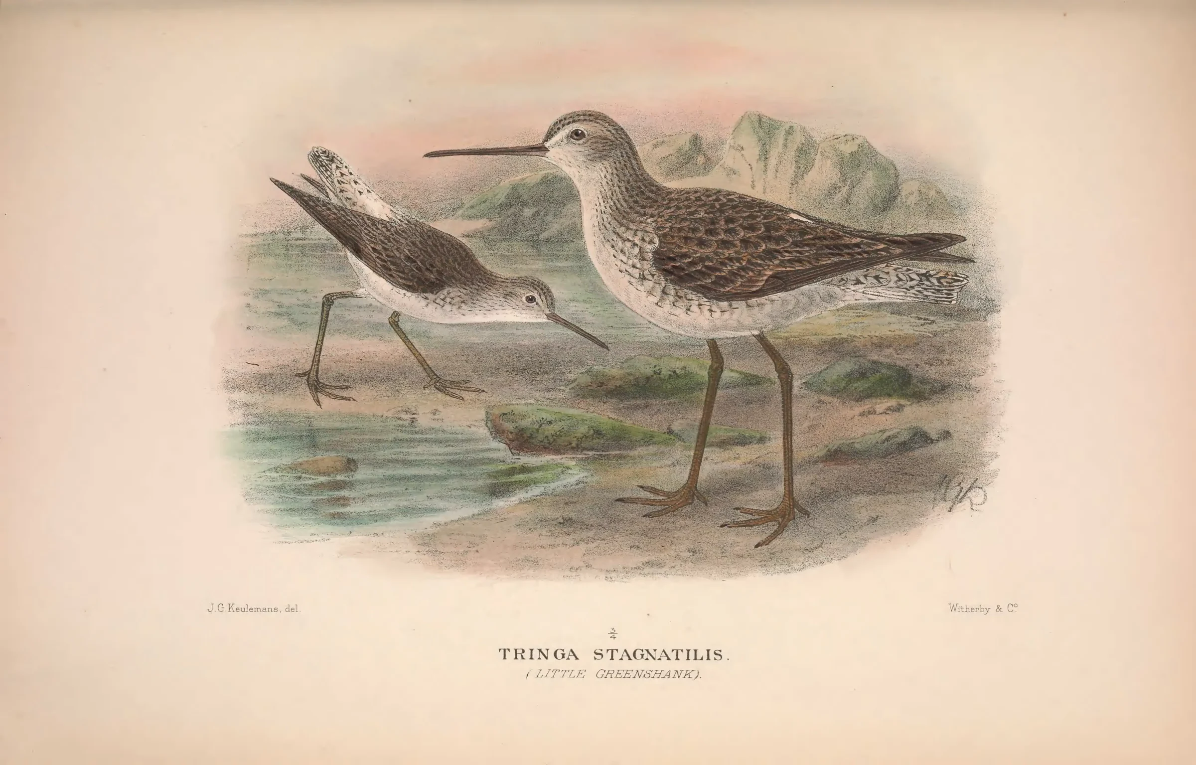 Historical bird plate: Marsh Sandpiper
