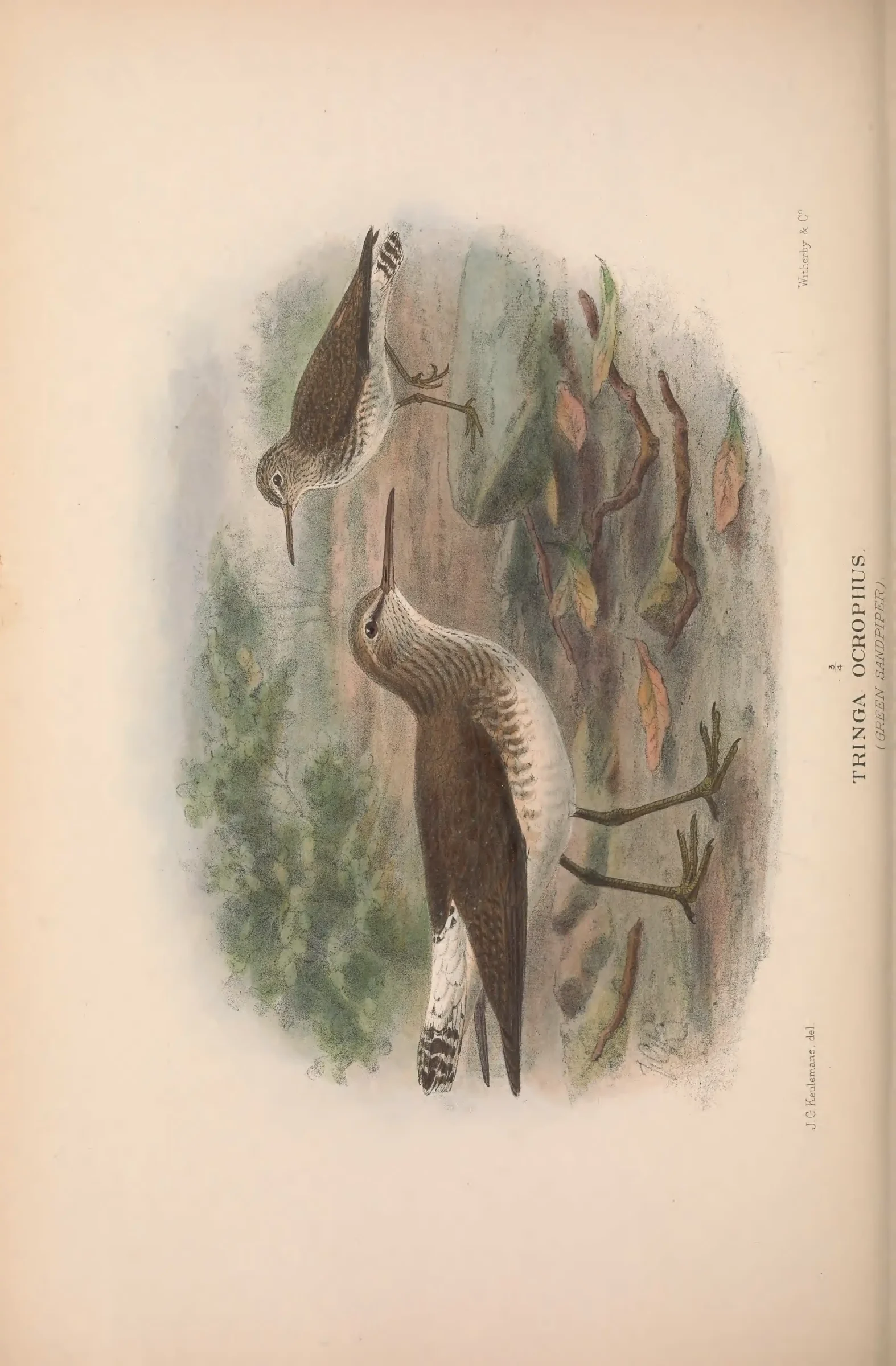 Unresolved historical bird plate from The Birds of Australia
