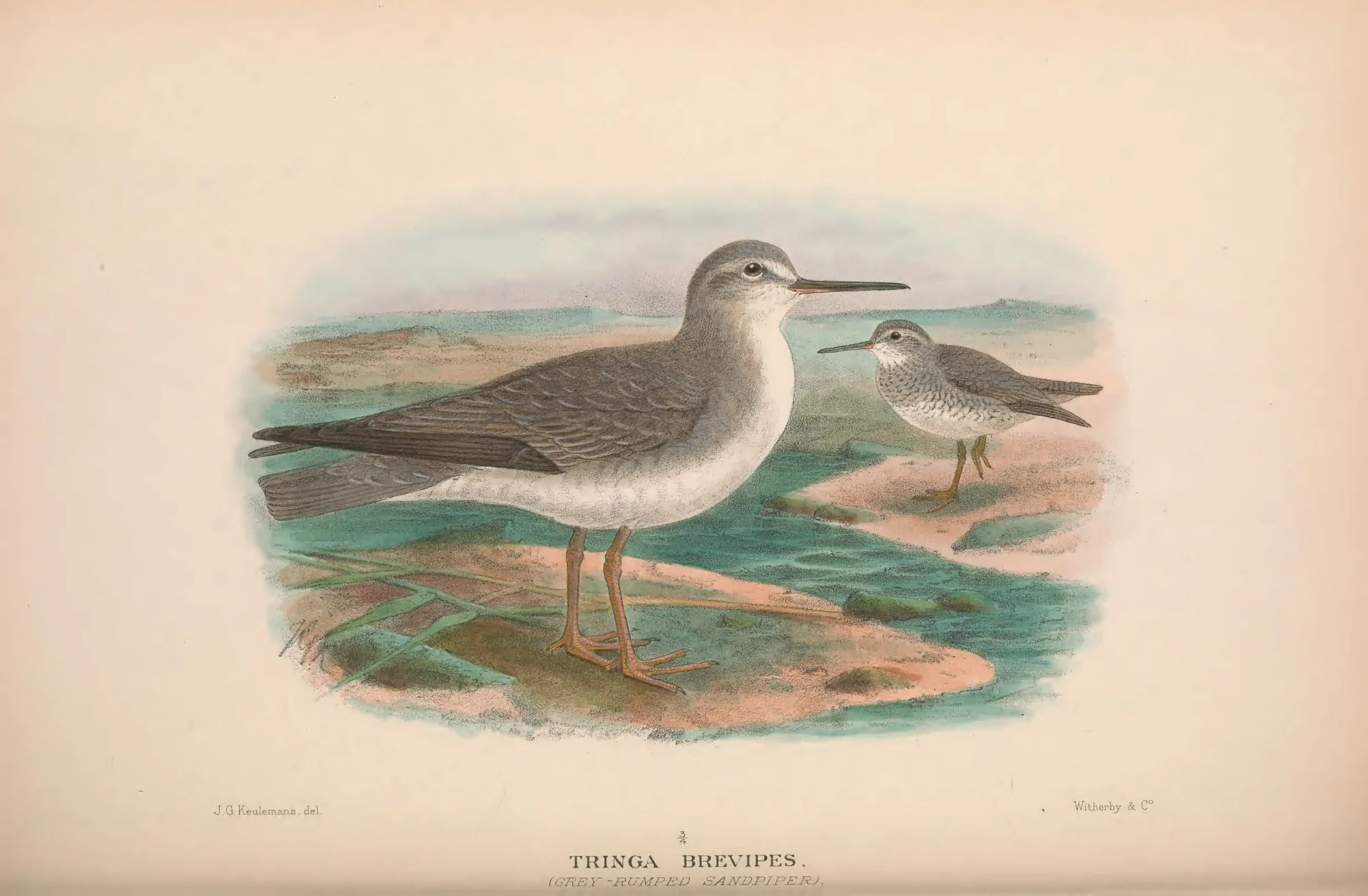 Historical bird plate: Grey-tailed Tattler