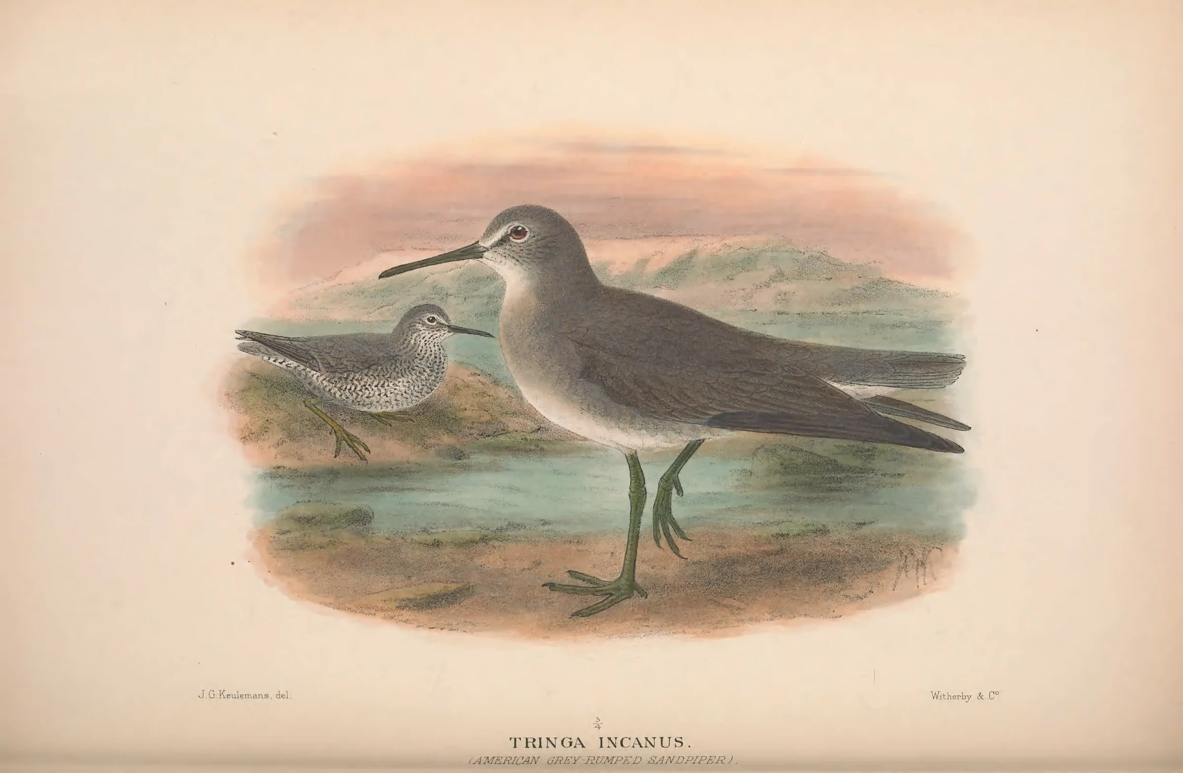 Historical bird plate: Wandering Tattler