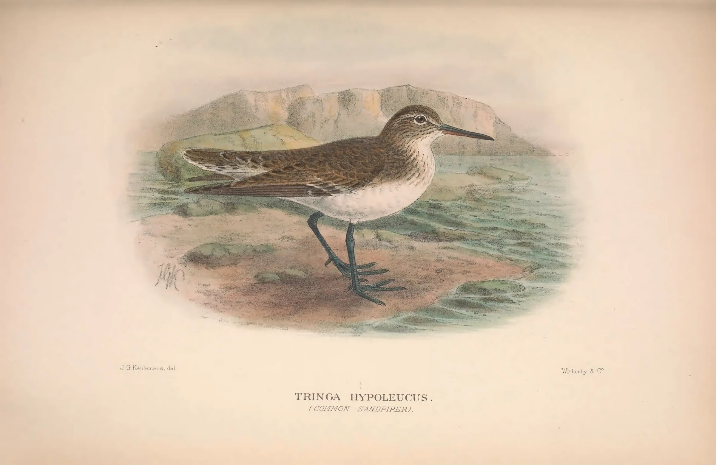 Historical bird plate: Common Sandpiper