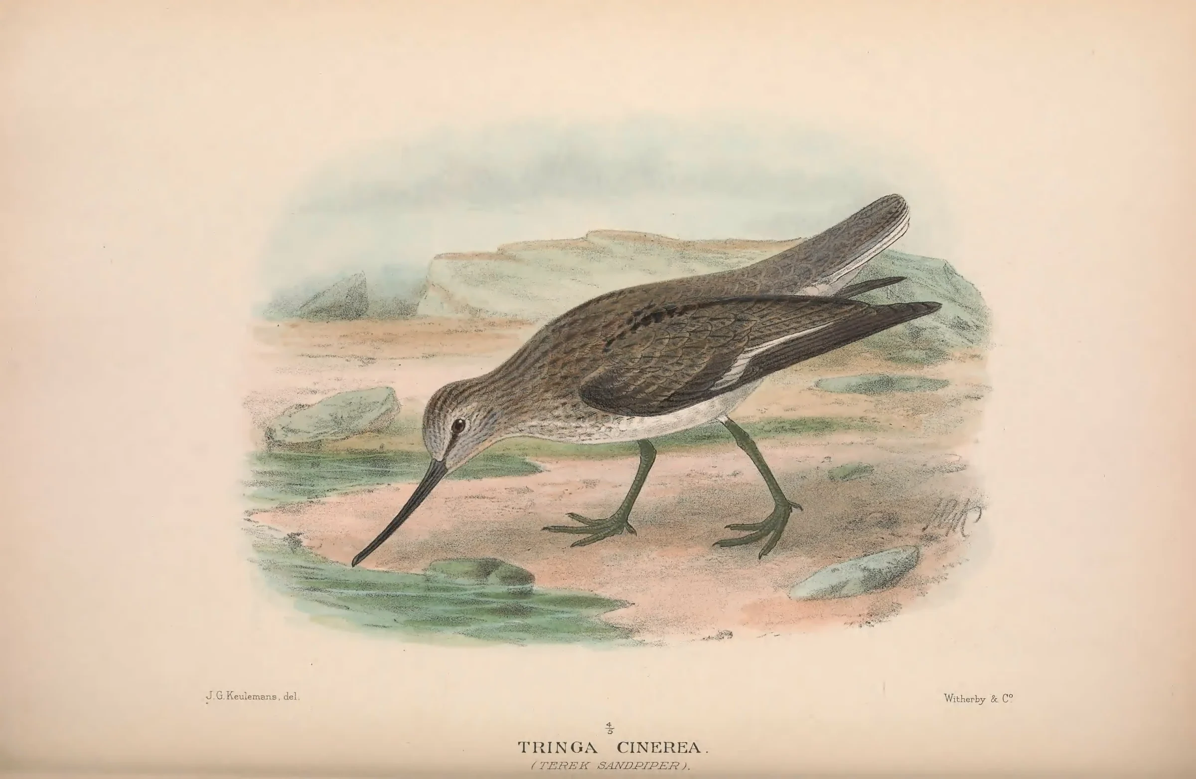 Historical bird plate: Terek Sandpiper