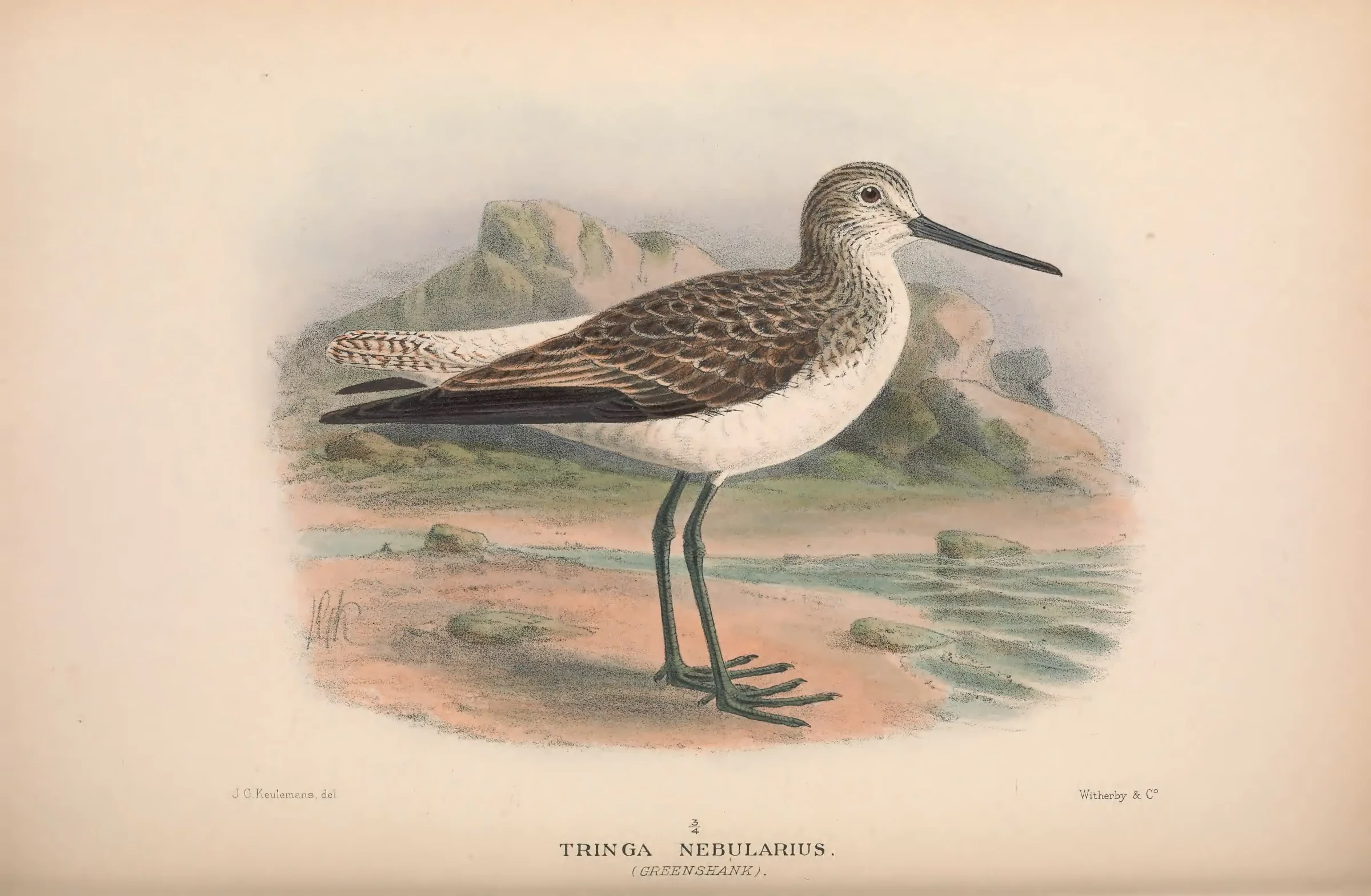 Historical bird plate: Common Greenshank