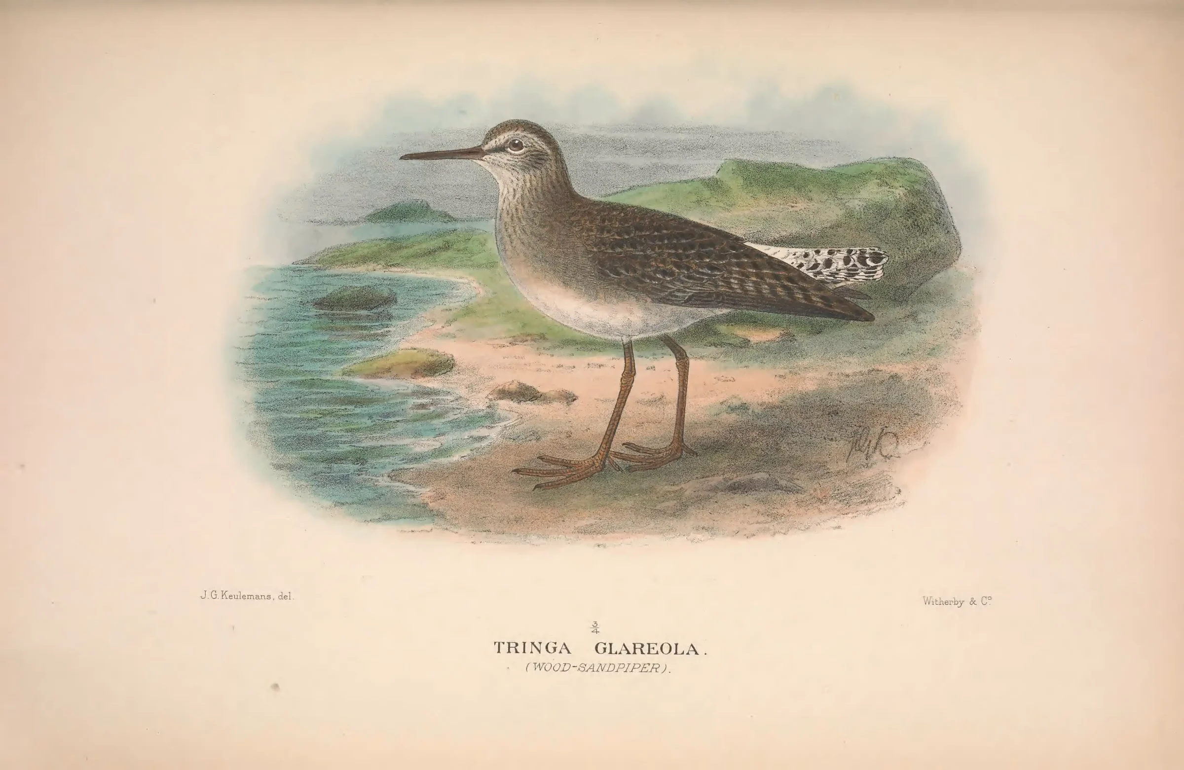 Historical bird plate: Wood Sandpiper