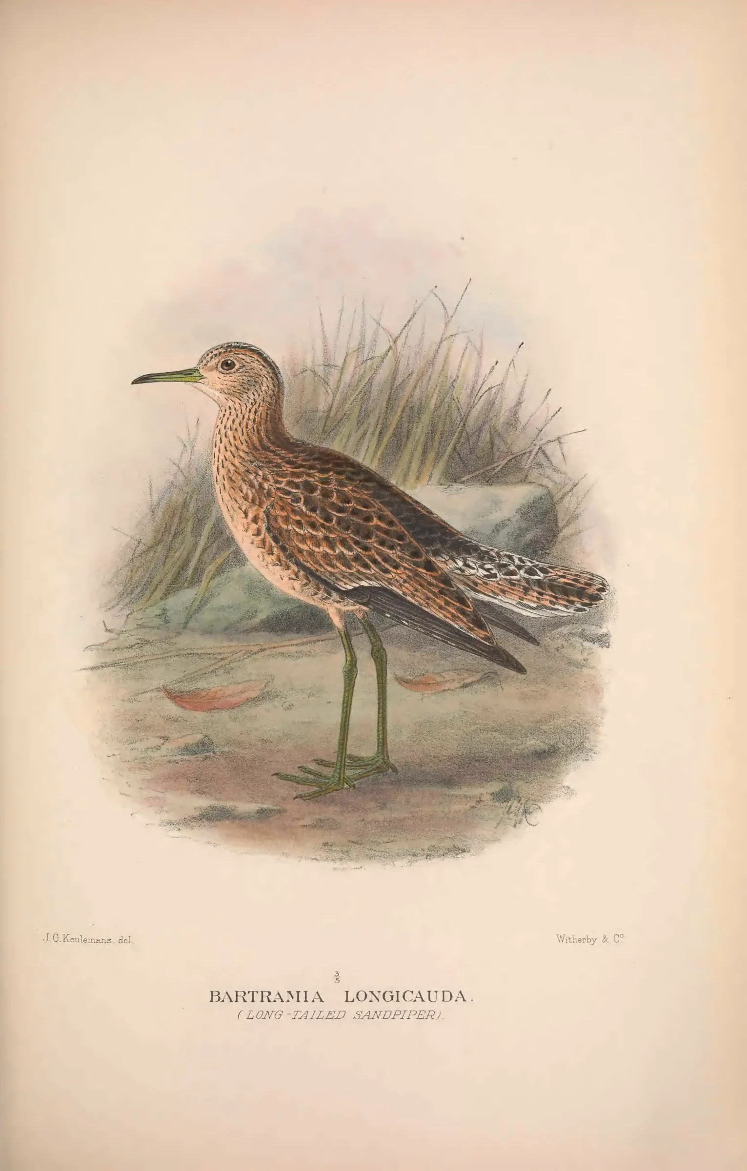 Historical bird plate: Upland Sandpiper