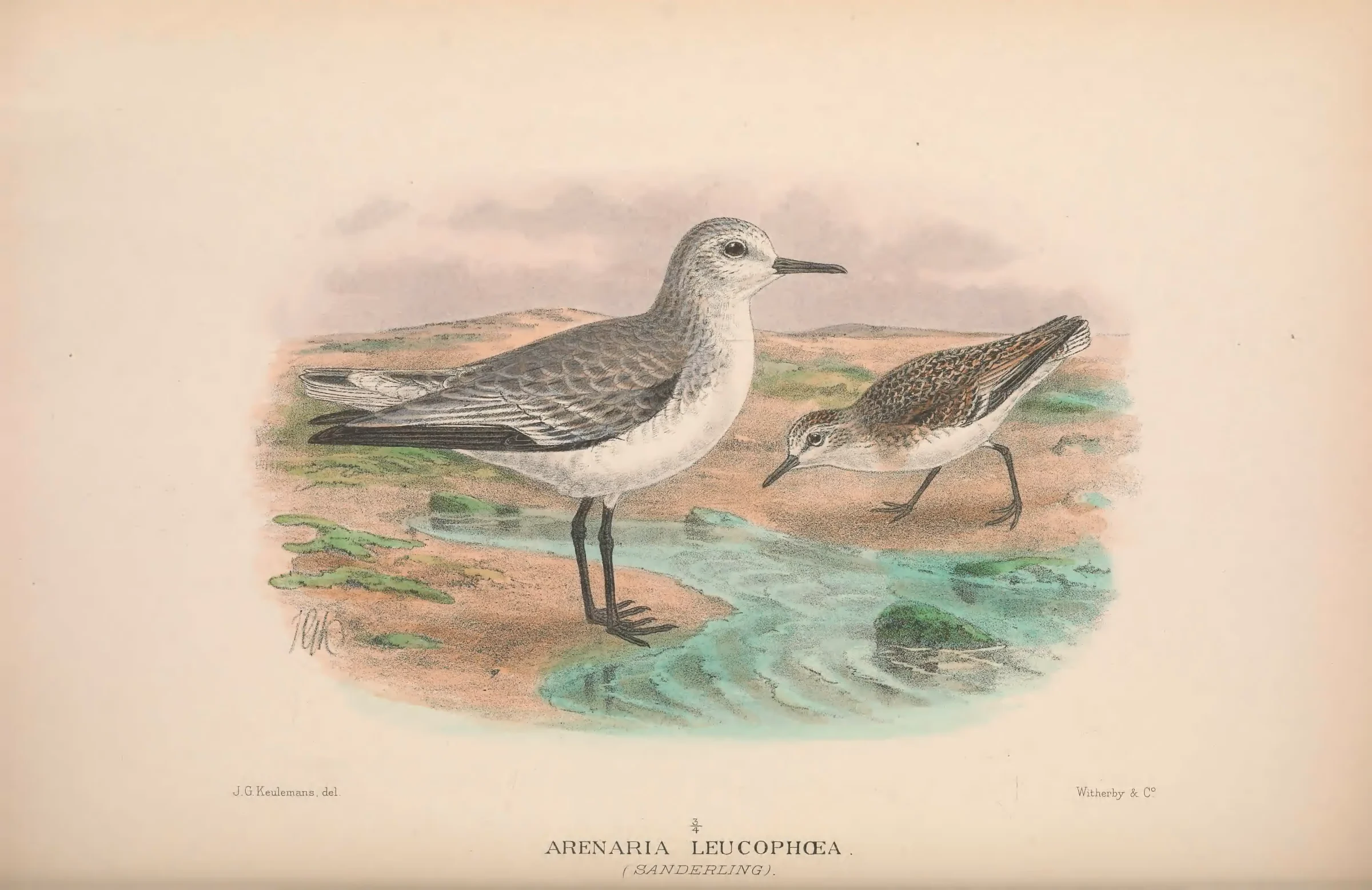 Historical bird plate: Ruddy Turnstone