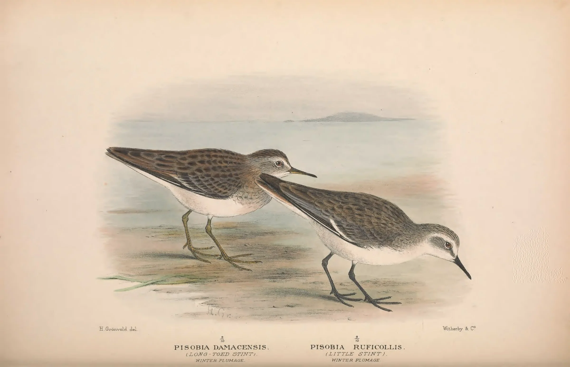 Historical bird plate: Red-necked Stint