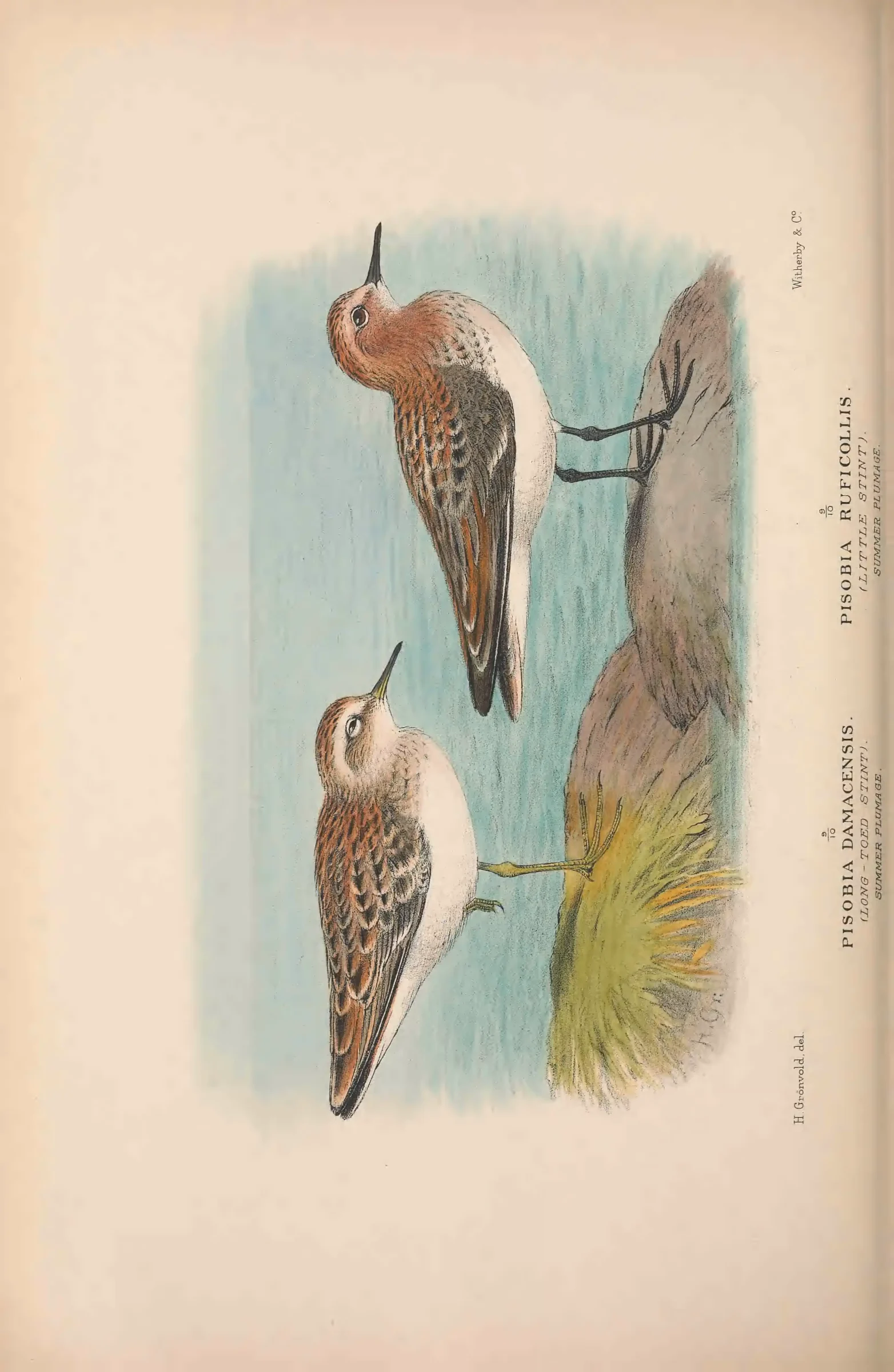 Unresolved historical bird plate from The Birds of Australia