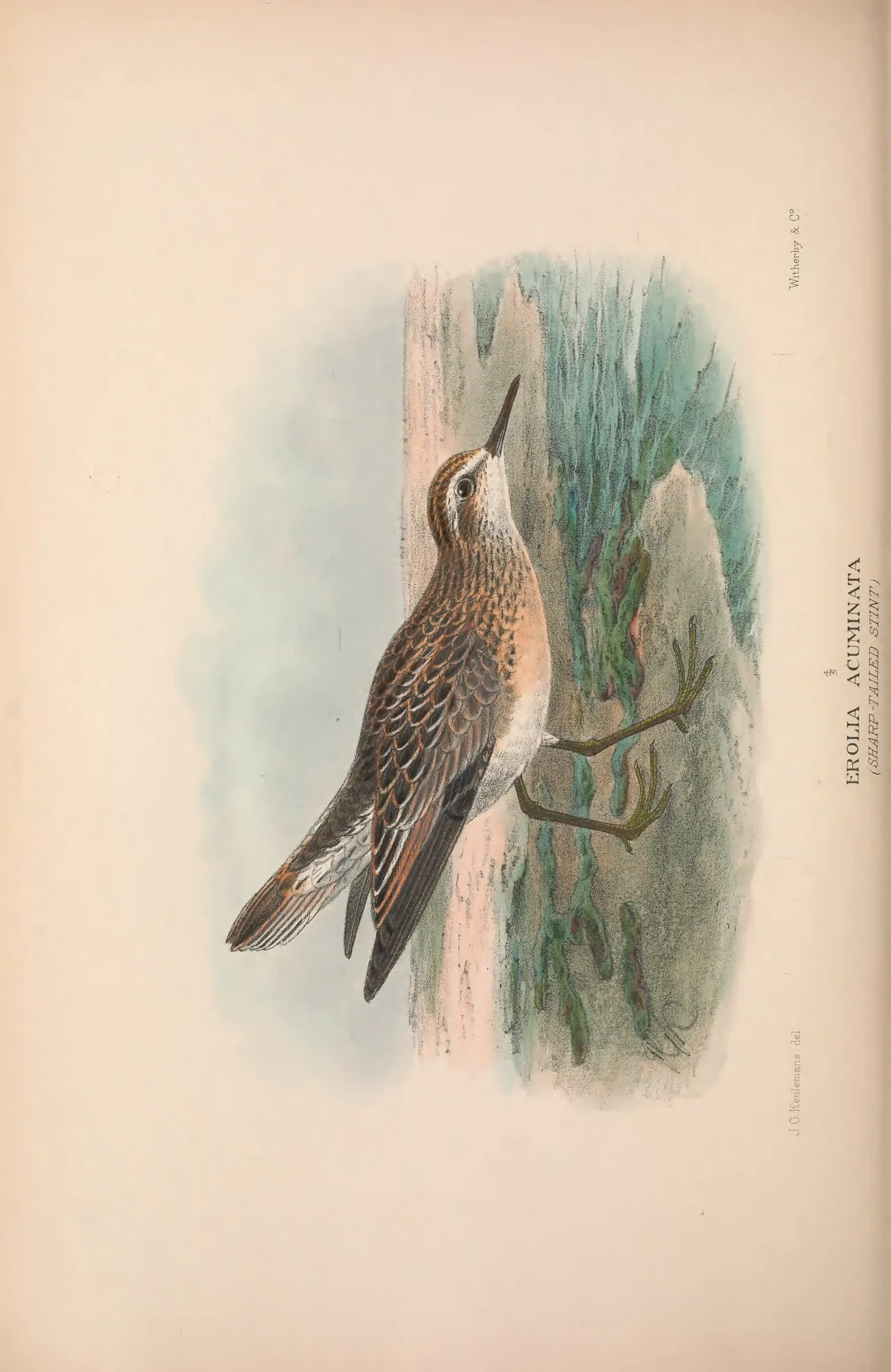 Unresolved historical bird plate from The Birds of Australia