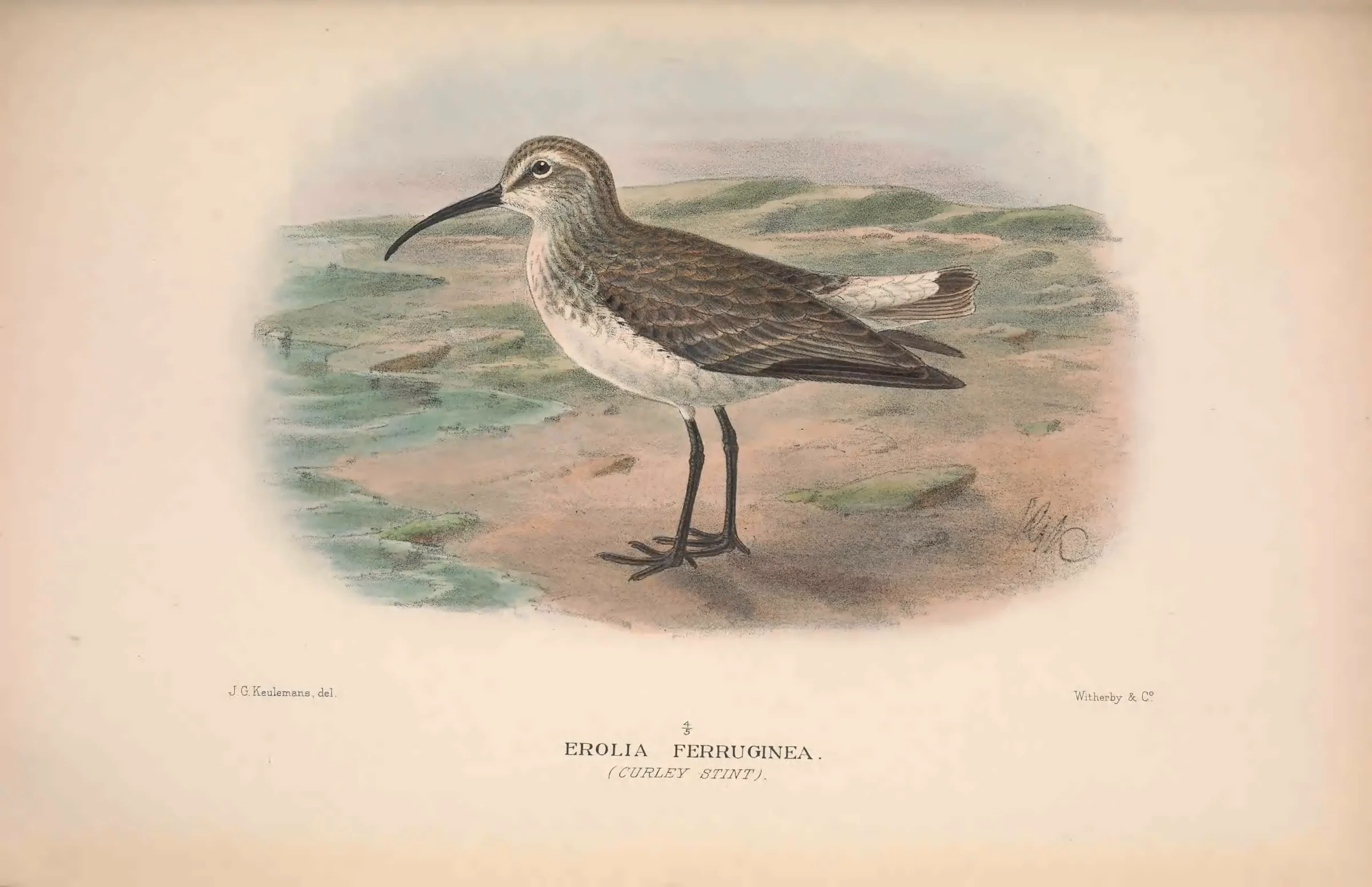 Historical bird plate: Curlew Sandpiper