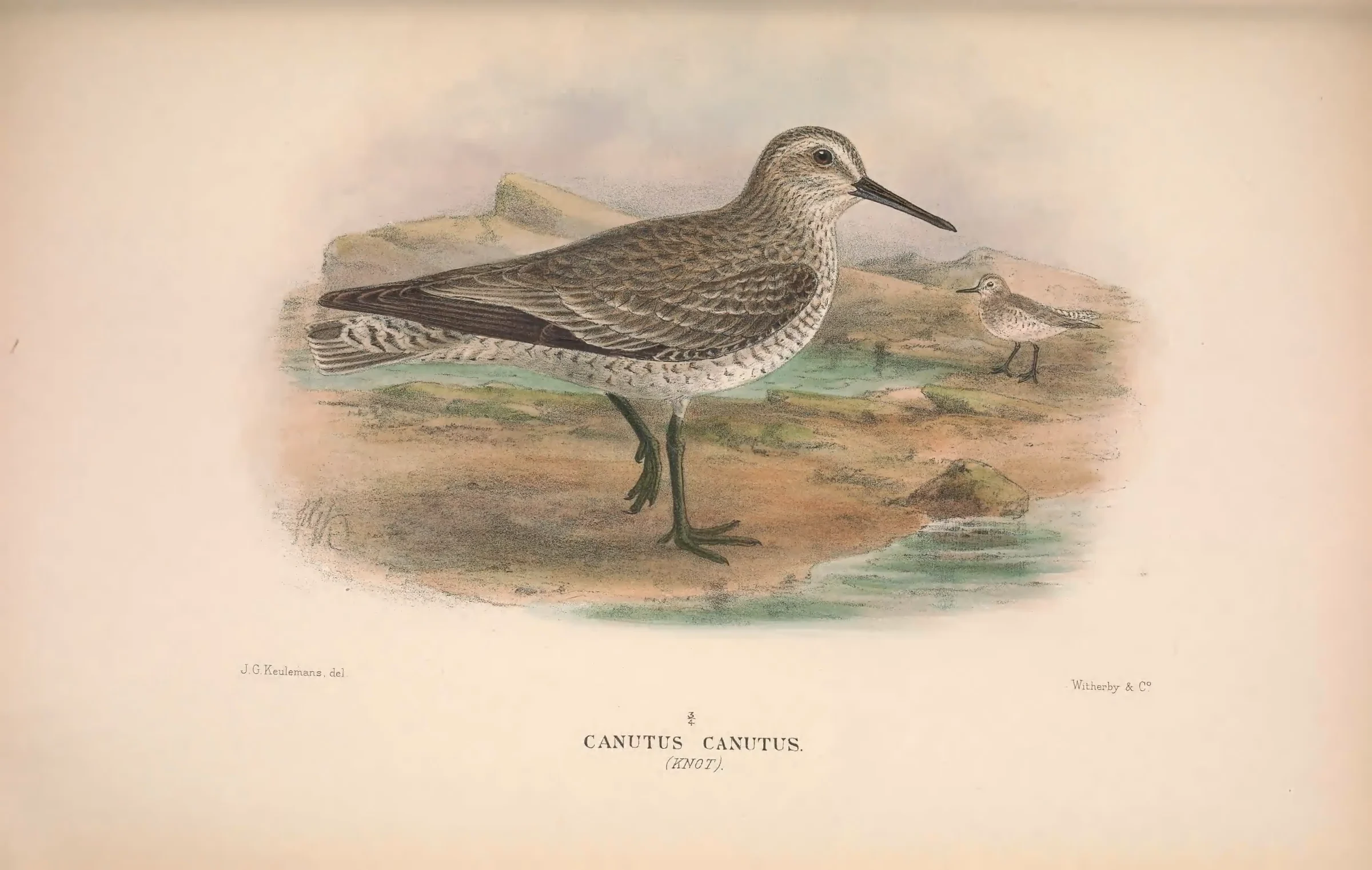 Historical bird plate: Red Knot