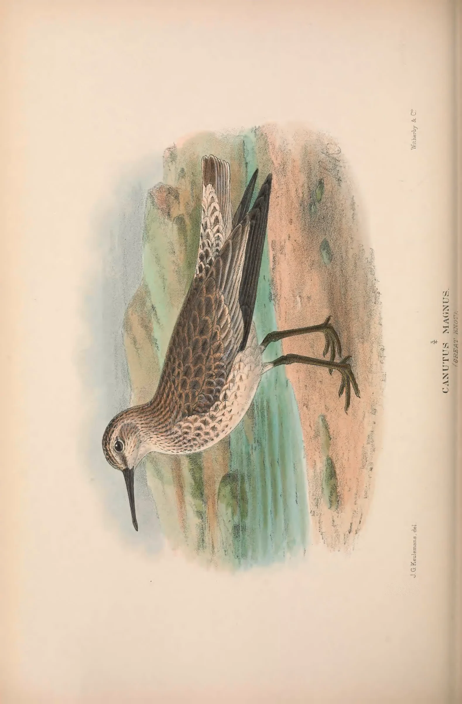 Unresolved historical bird plate from The Birds of Australia
