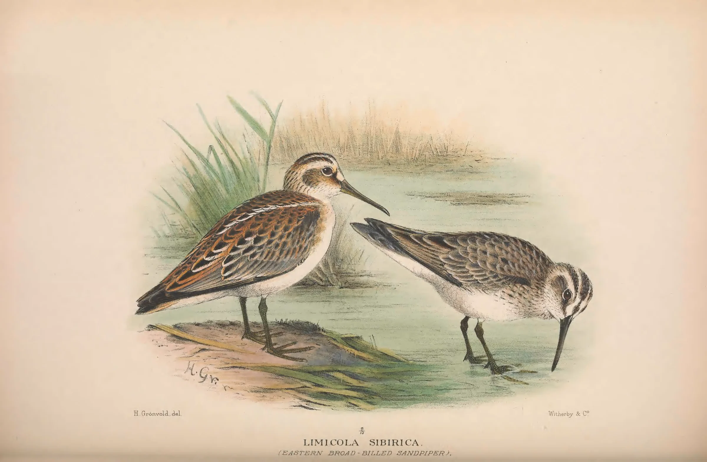 Historical bird plate: Broad-billed Sandpiper
