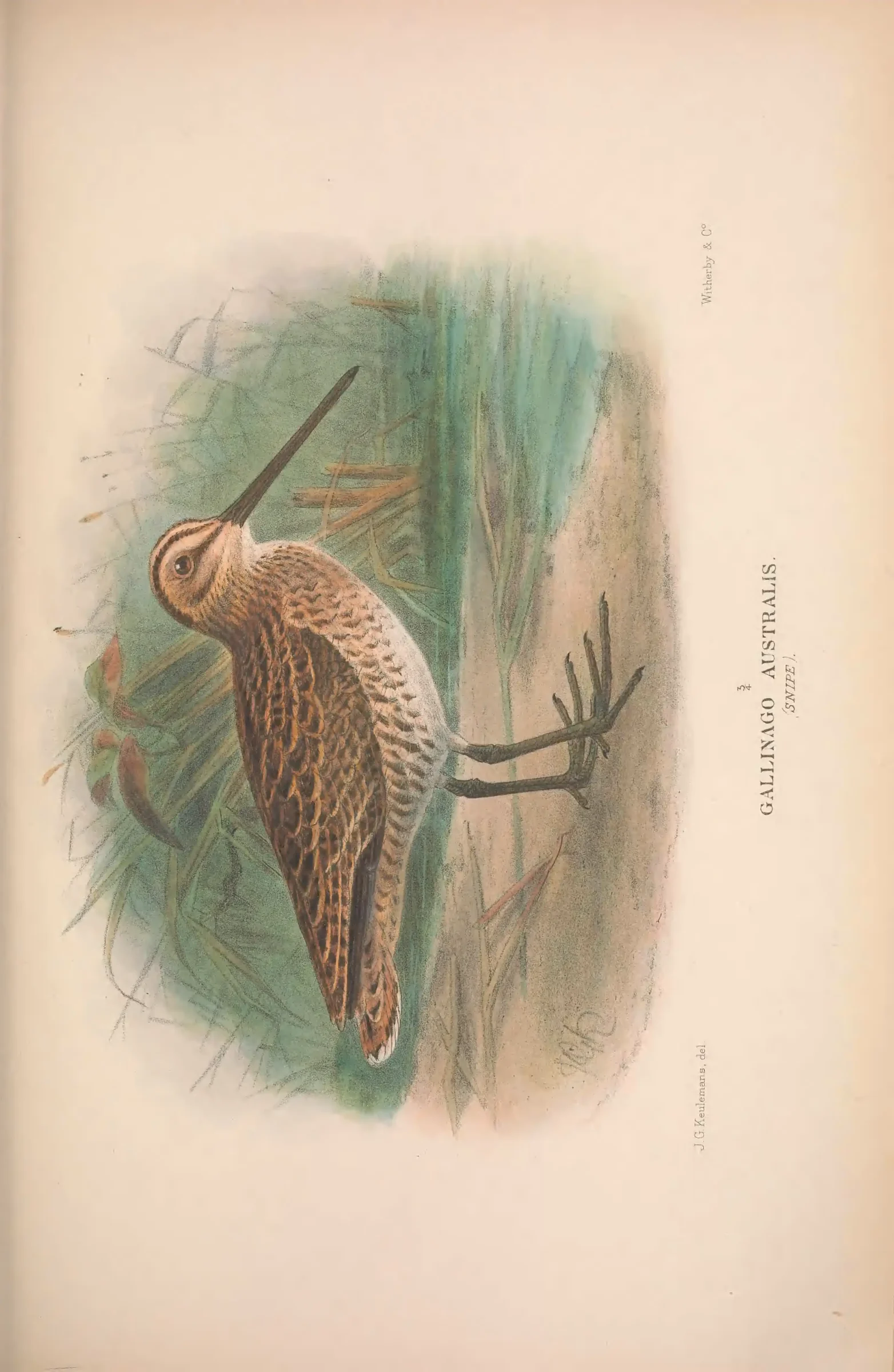 Unresolved historical bird plate from The Birds of Australia