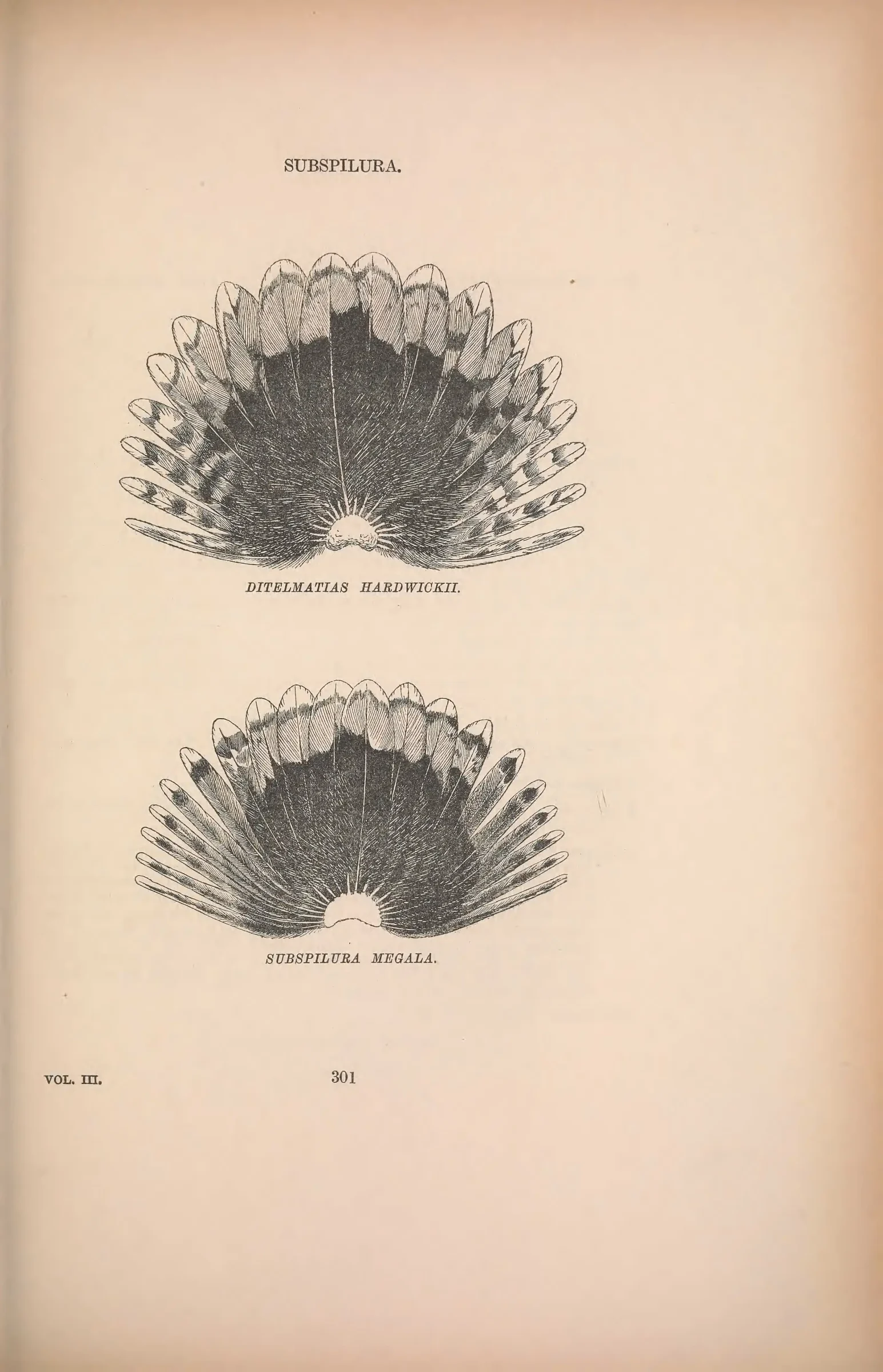Unresolved historical bird plate from The Birds of Australia