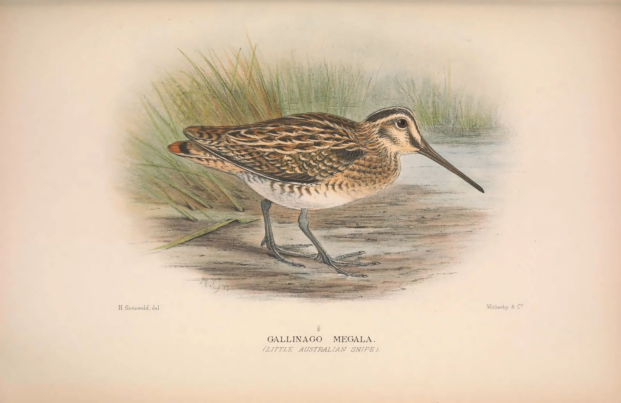 Historical bird plate: Swinhoe's Snipe