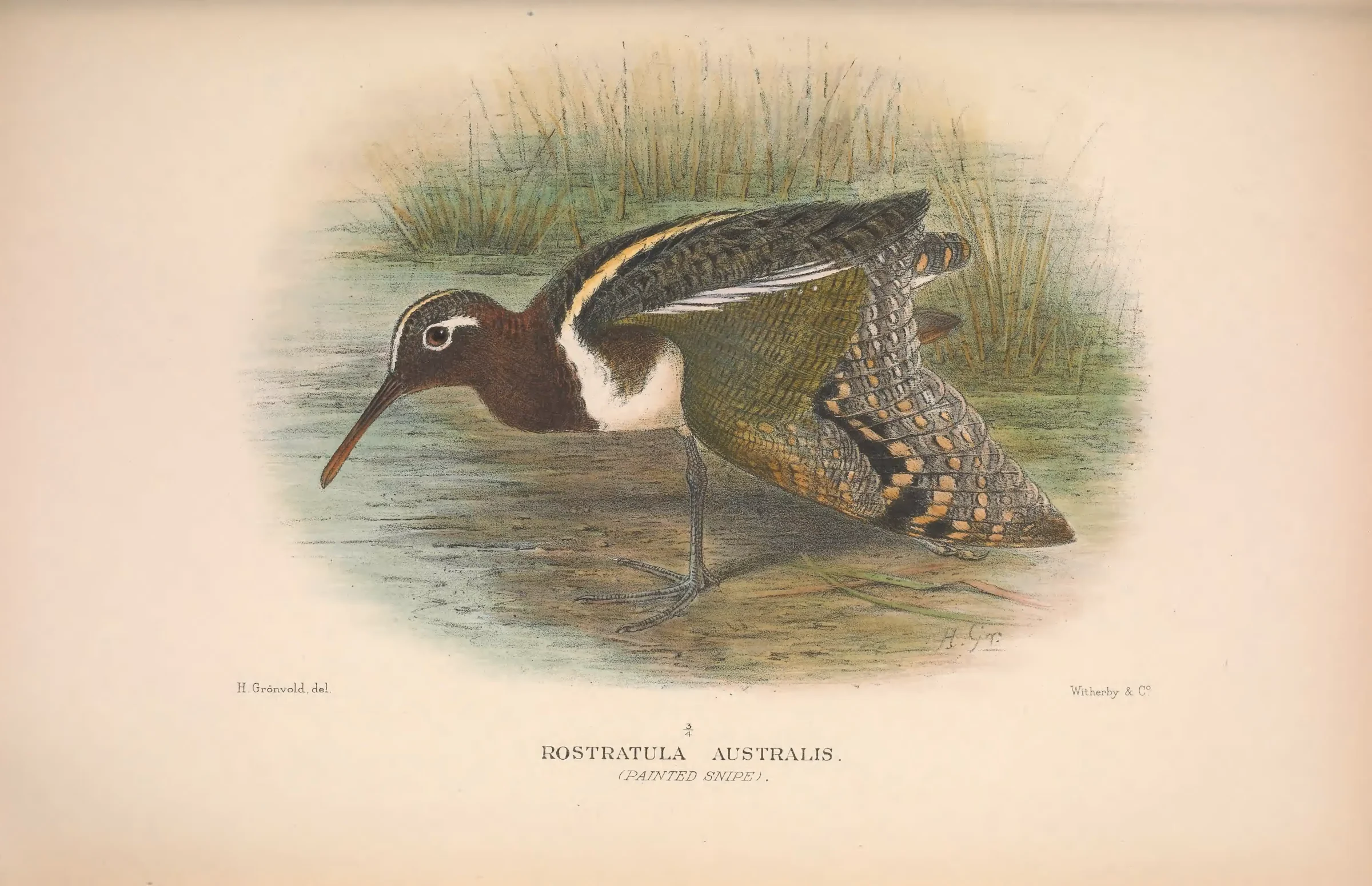 Historical bird plate: Australian Painted-snipe