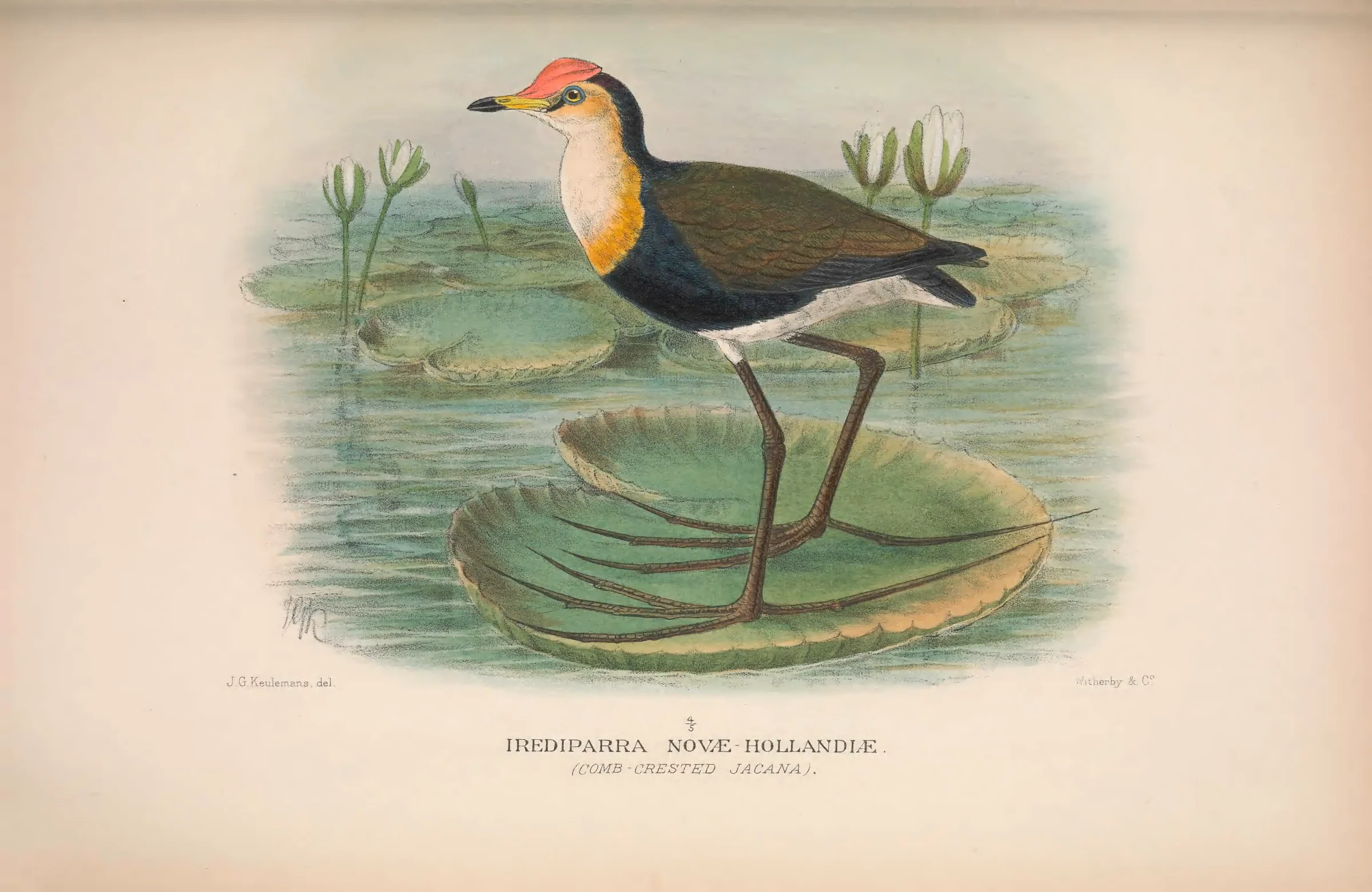 Historical bird plate: Comb-crested Jacana