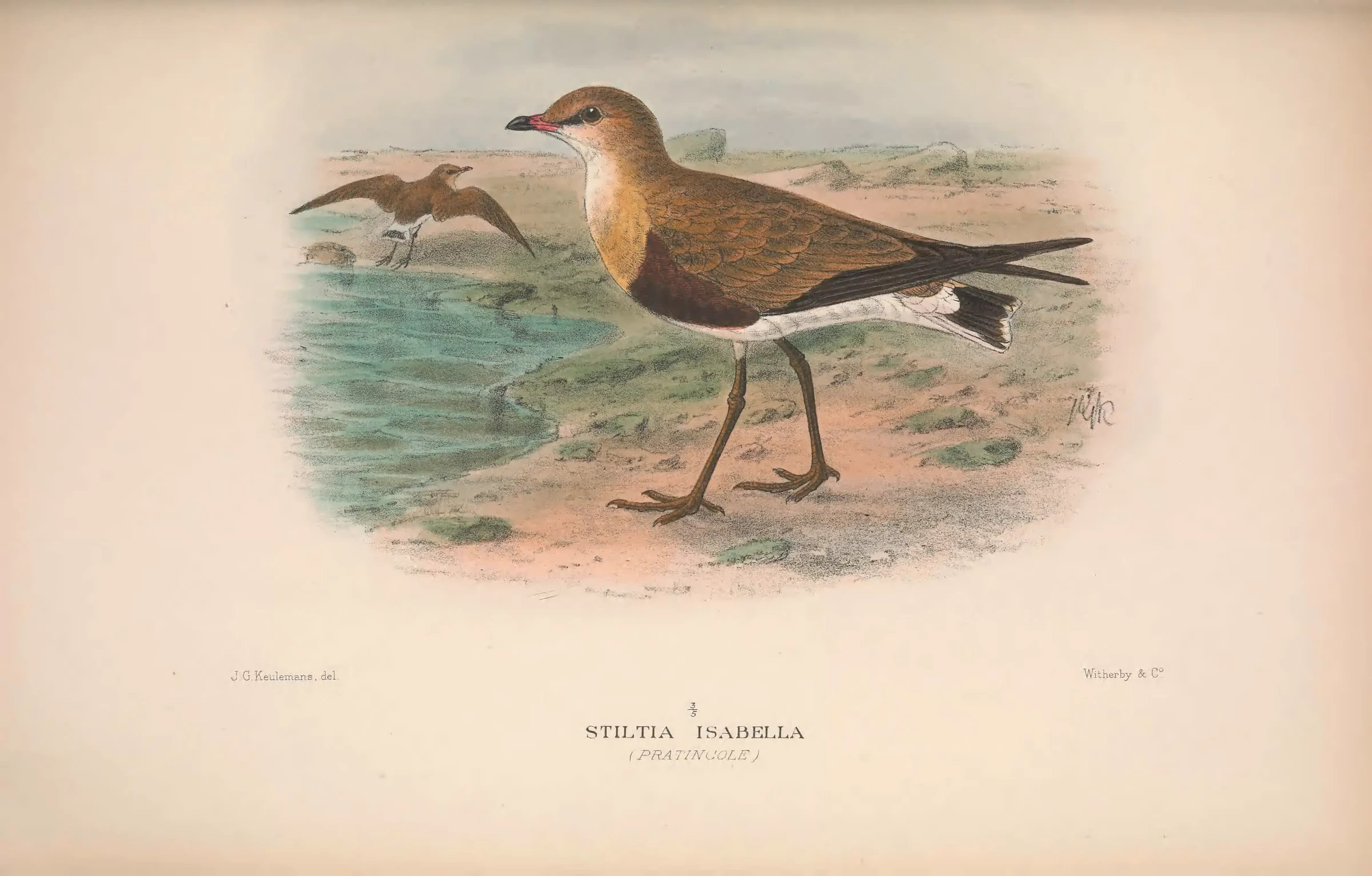 Historical bird plate: Australian Pratincole