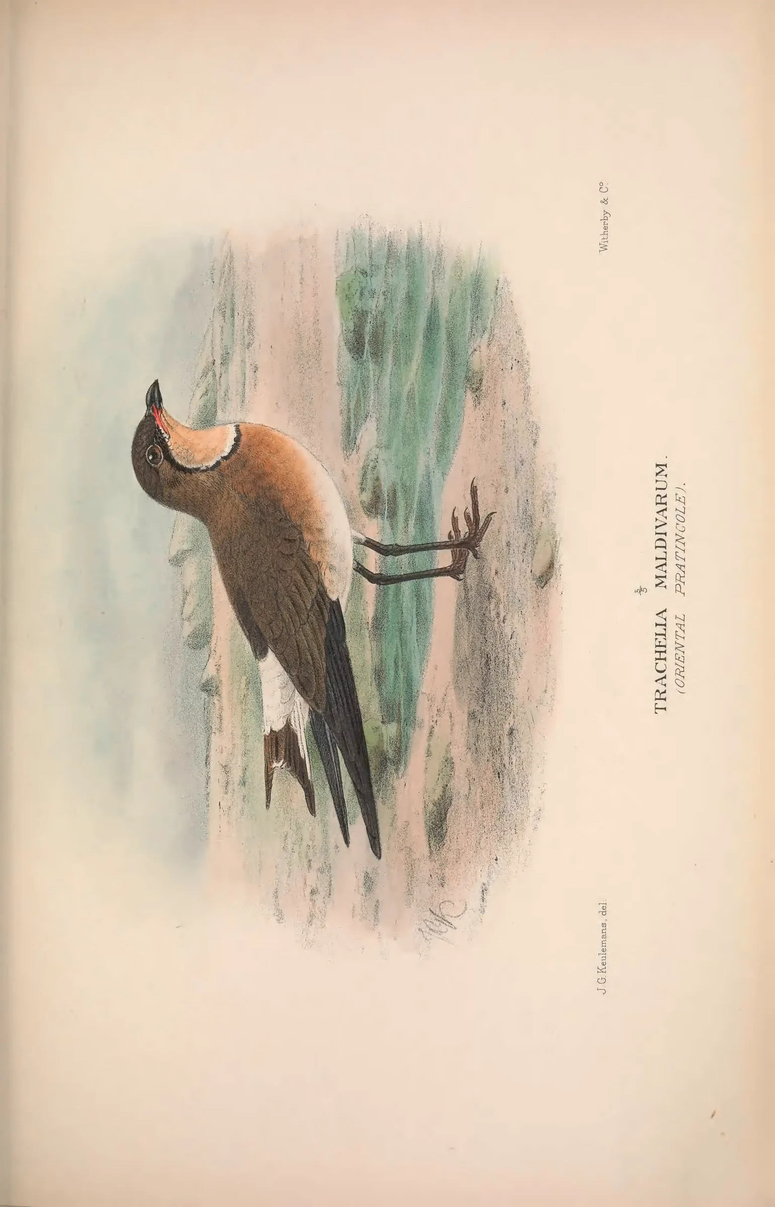 Unresolved historical bird plate from The Birds of Australia