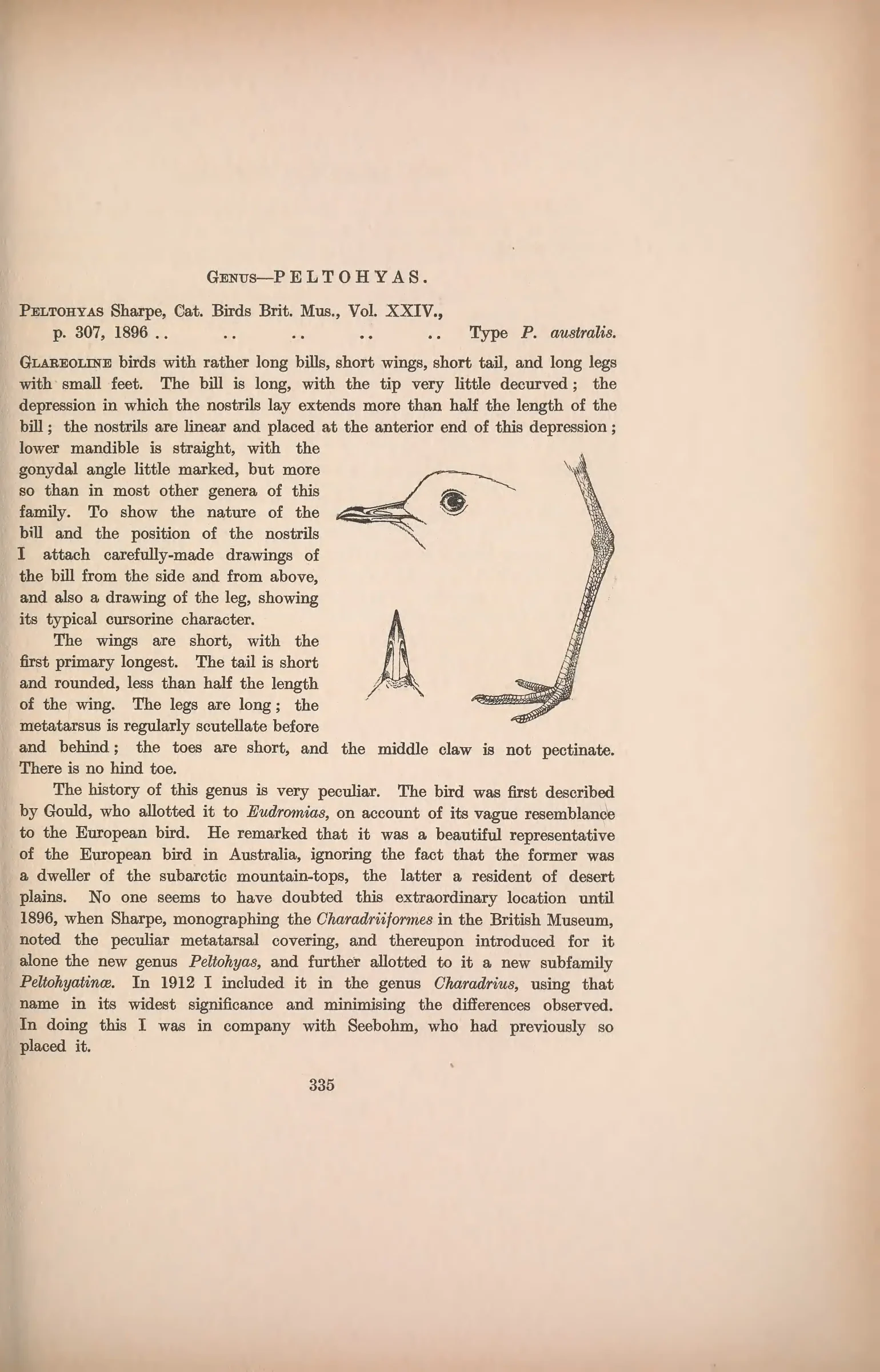 Historical bird plate: Red-kneed Dotterel