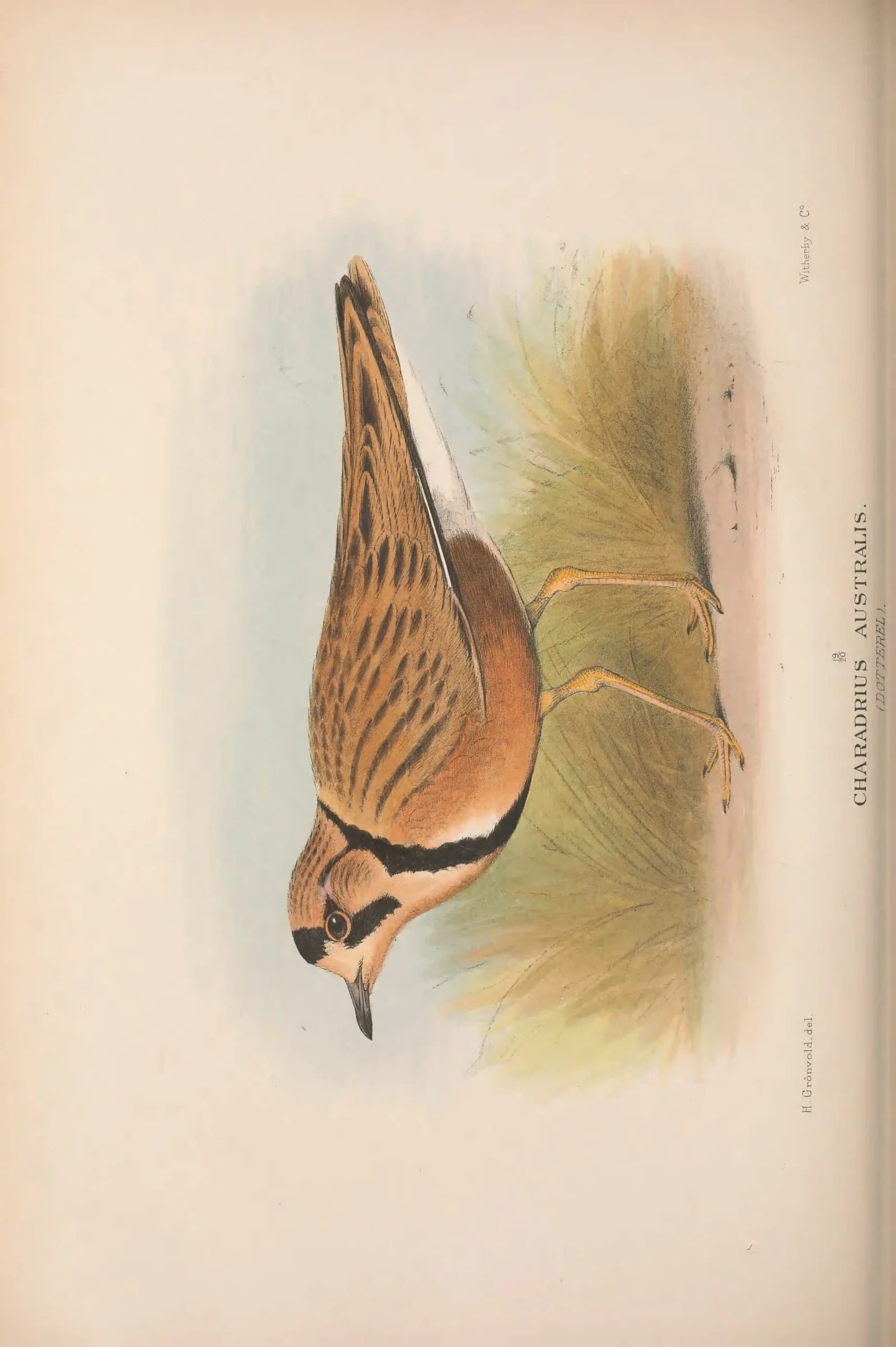 Unresolved historical bird plate from The Birds of Australia